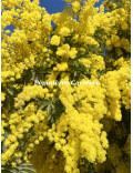 Acacia dealbata 'Gaulois'