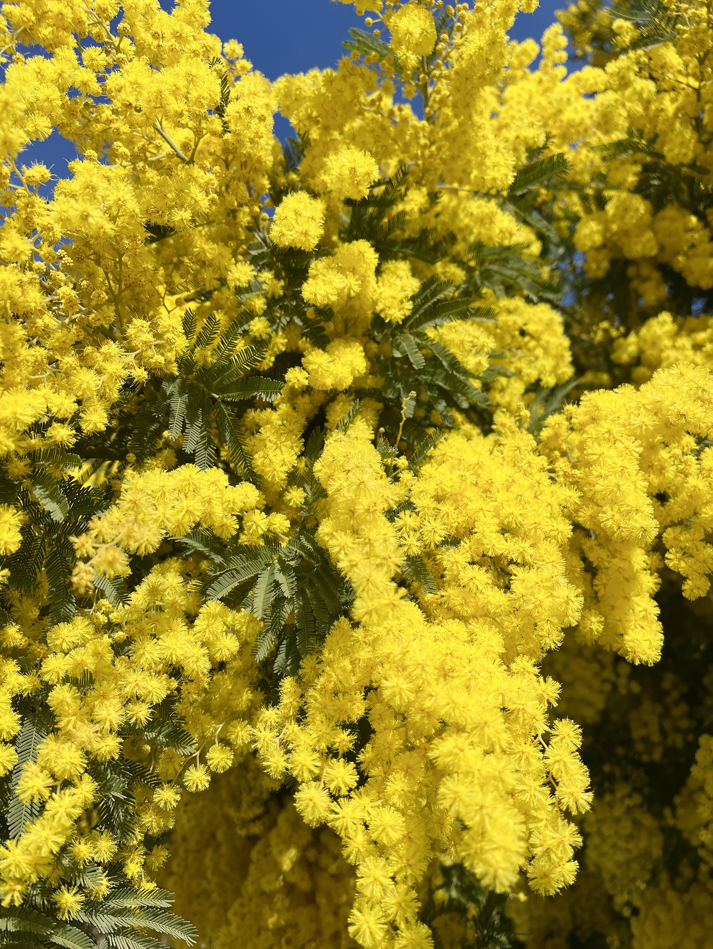 Acacia dealbata 'Gaulois'