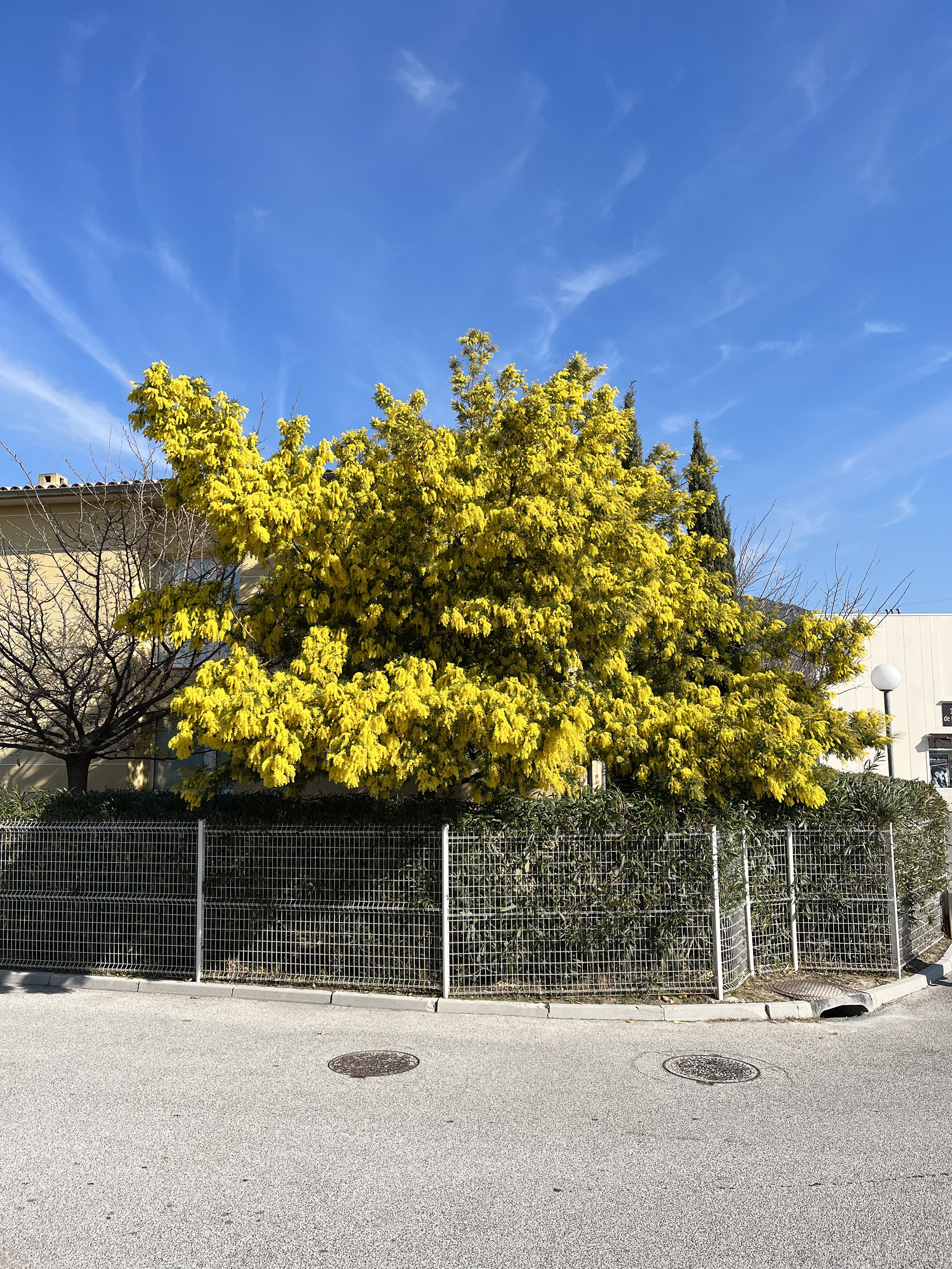 Acacia dealbata 'Gaulois'