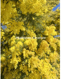 Acacia dealbata 'Gaulois'