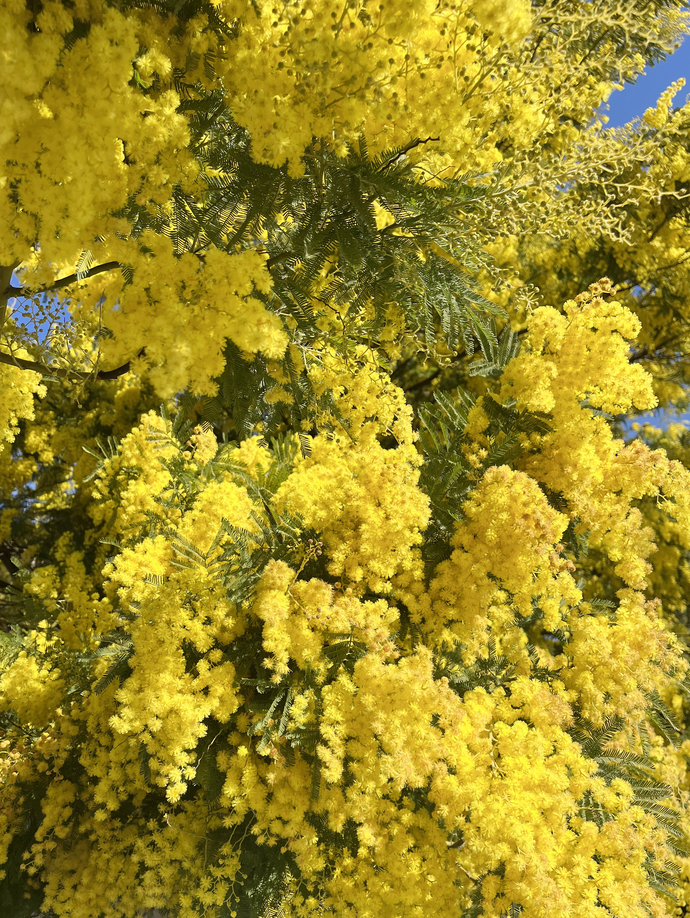 Acacia dealbata 'Gaulois'