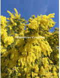 Acacia dealbata 'Gaulois'