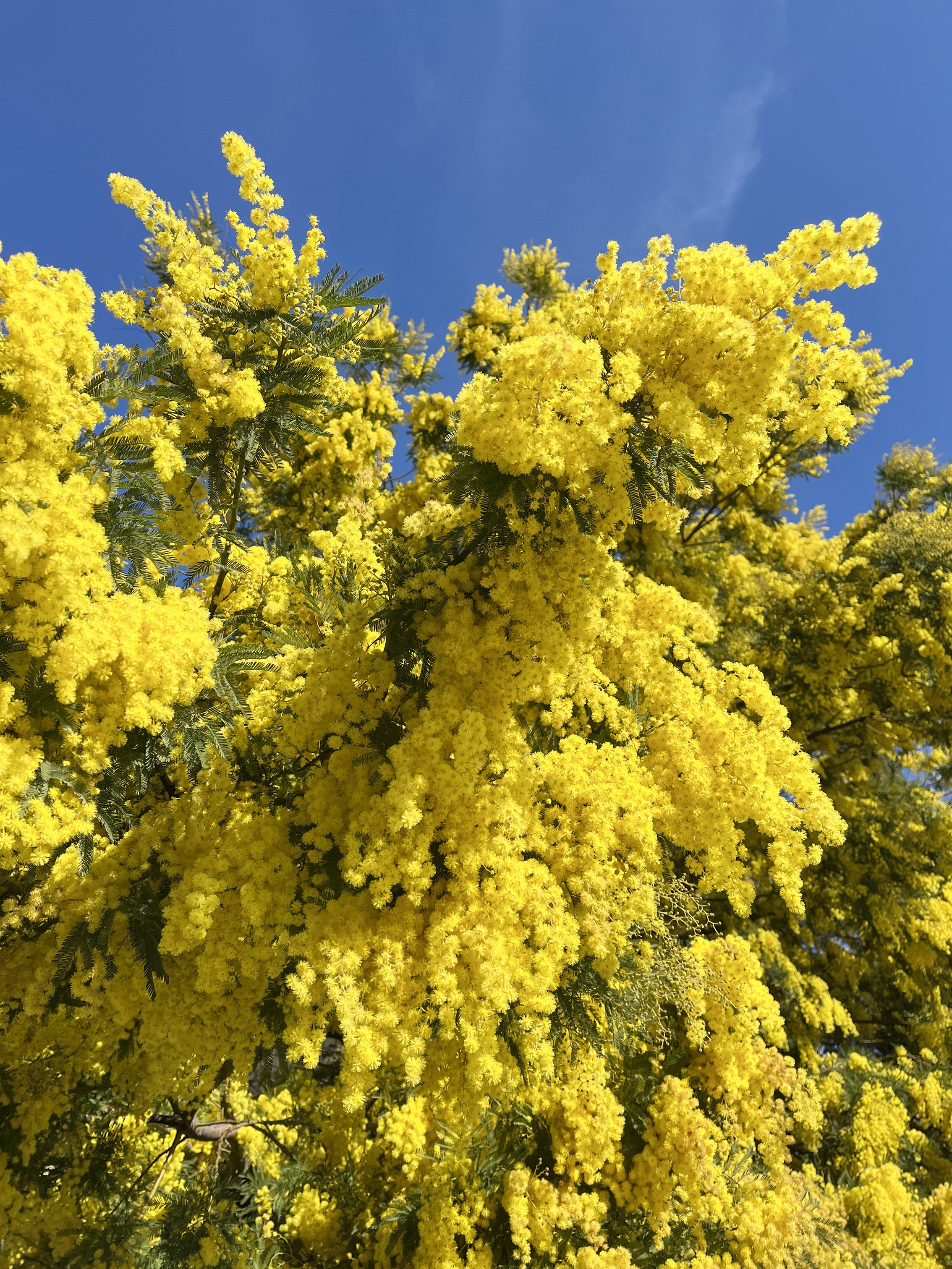 Acacia dealbata 'Gaulois'