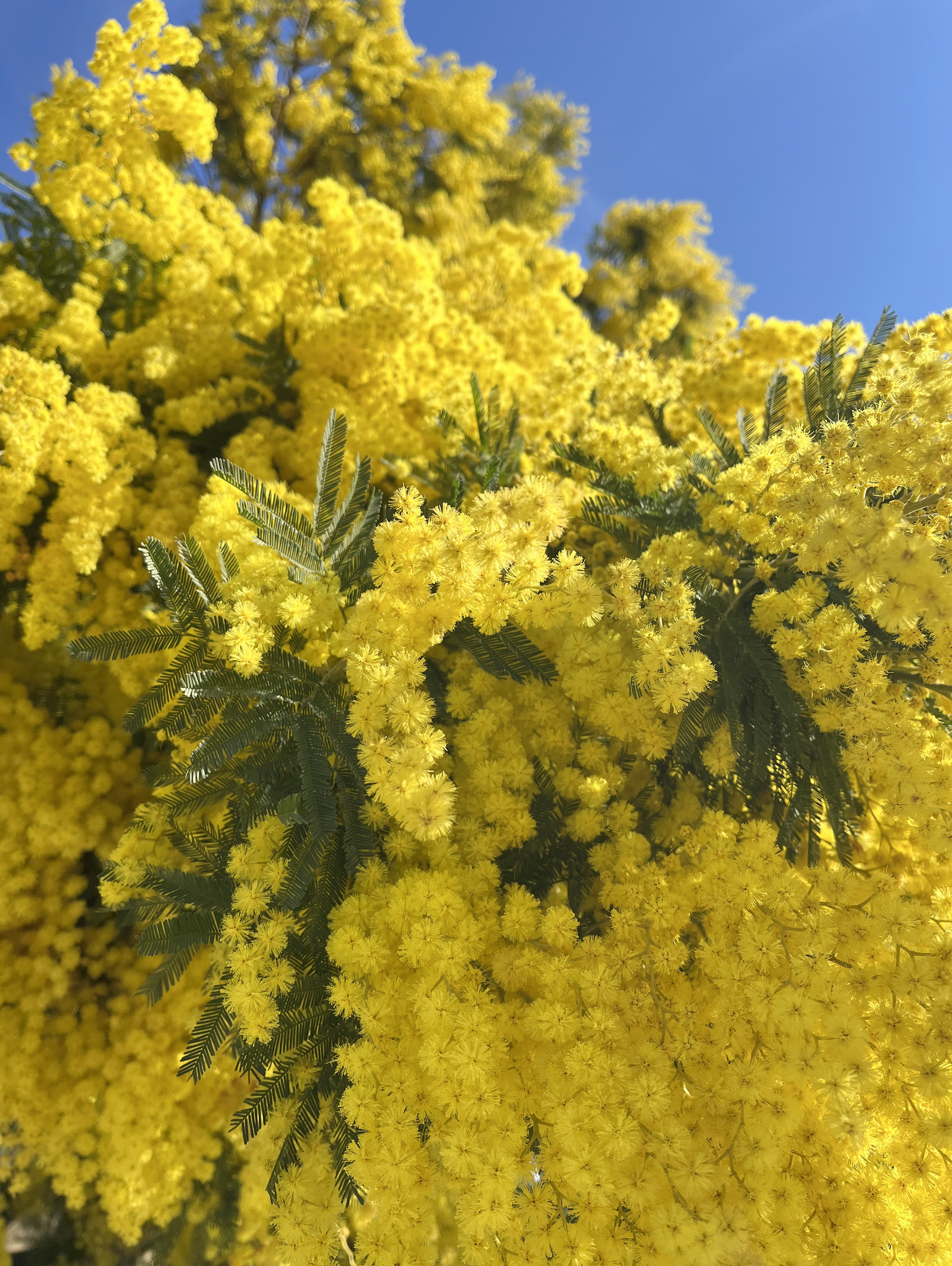 Acacia dealbata 'Gaulois'