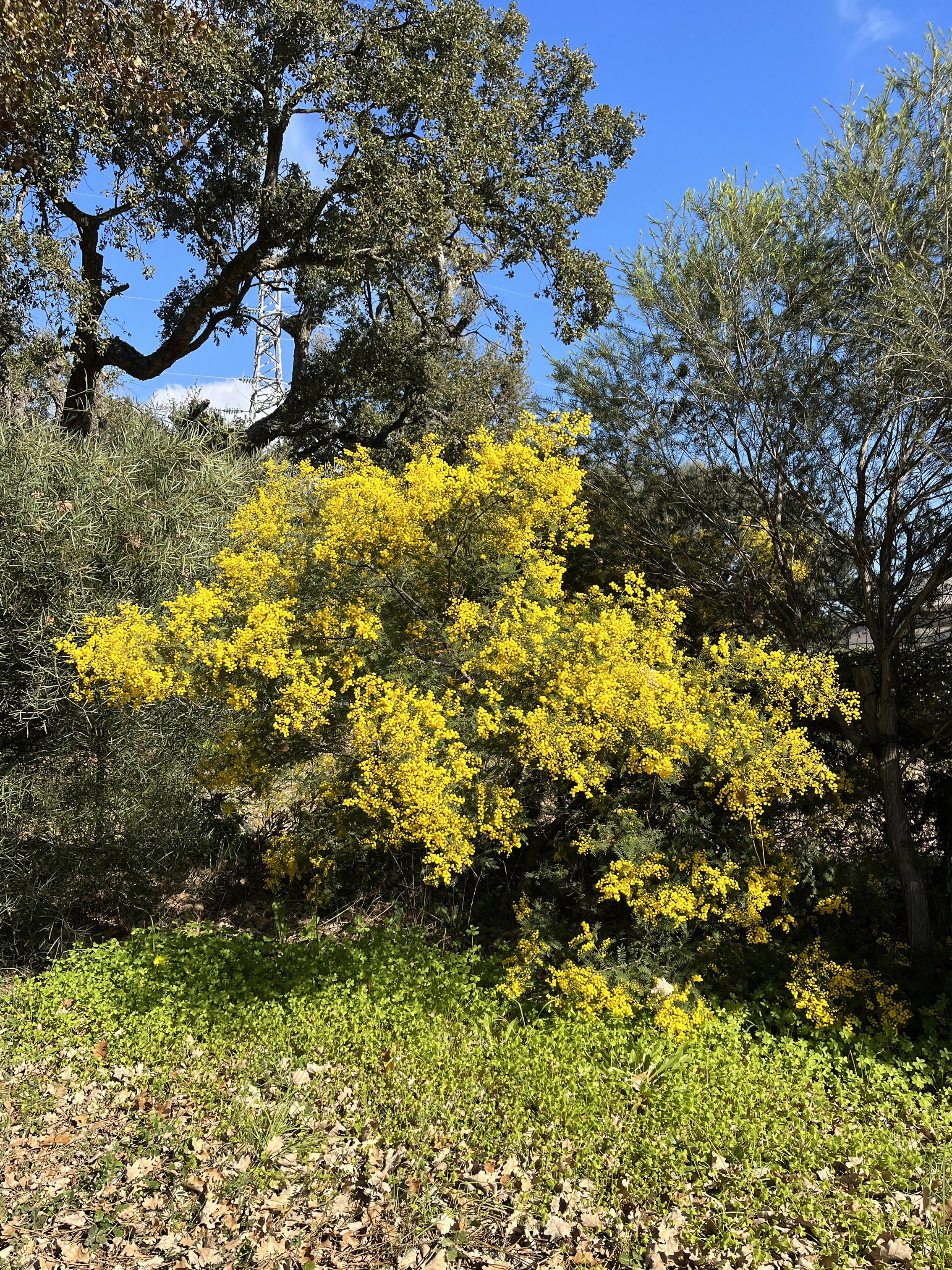 Acacia cardiophylla