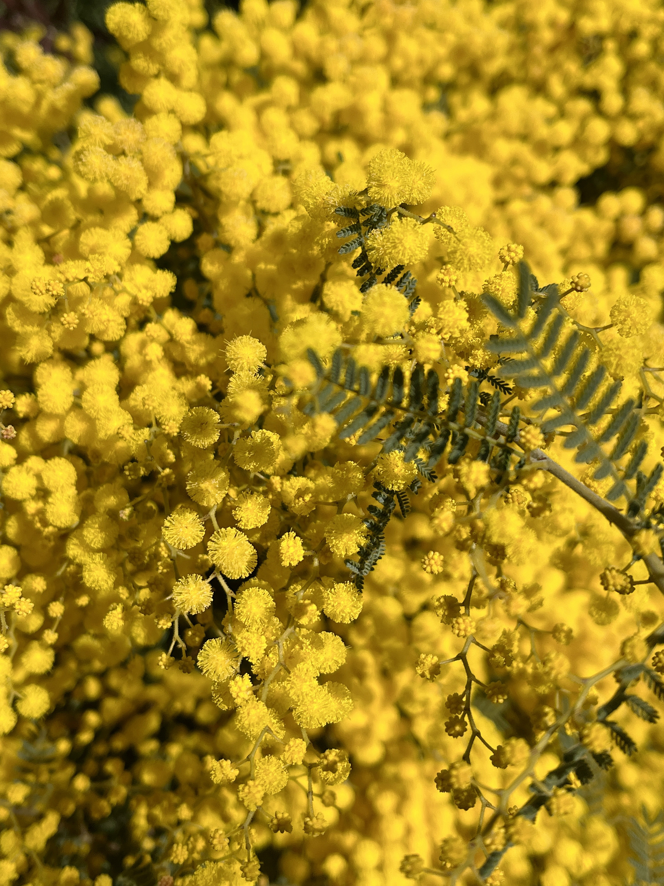 Acacia cardiophylla