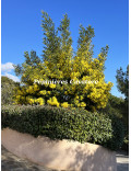 Acacia dealbata 'Gaulois Astier'