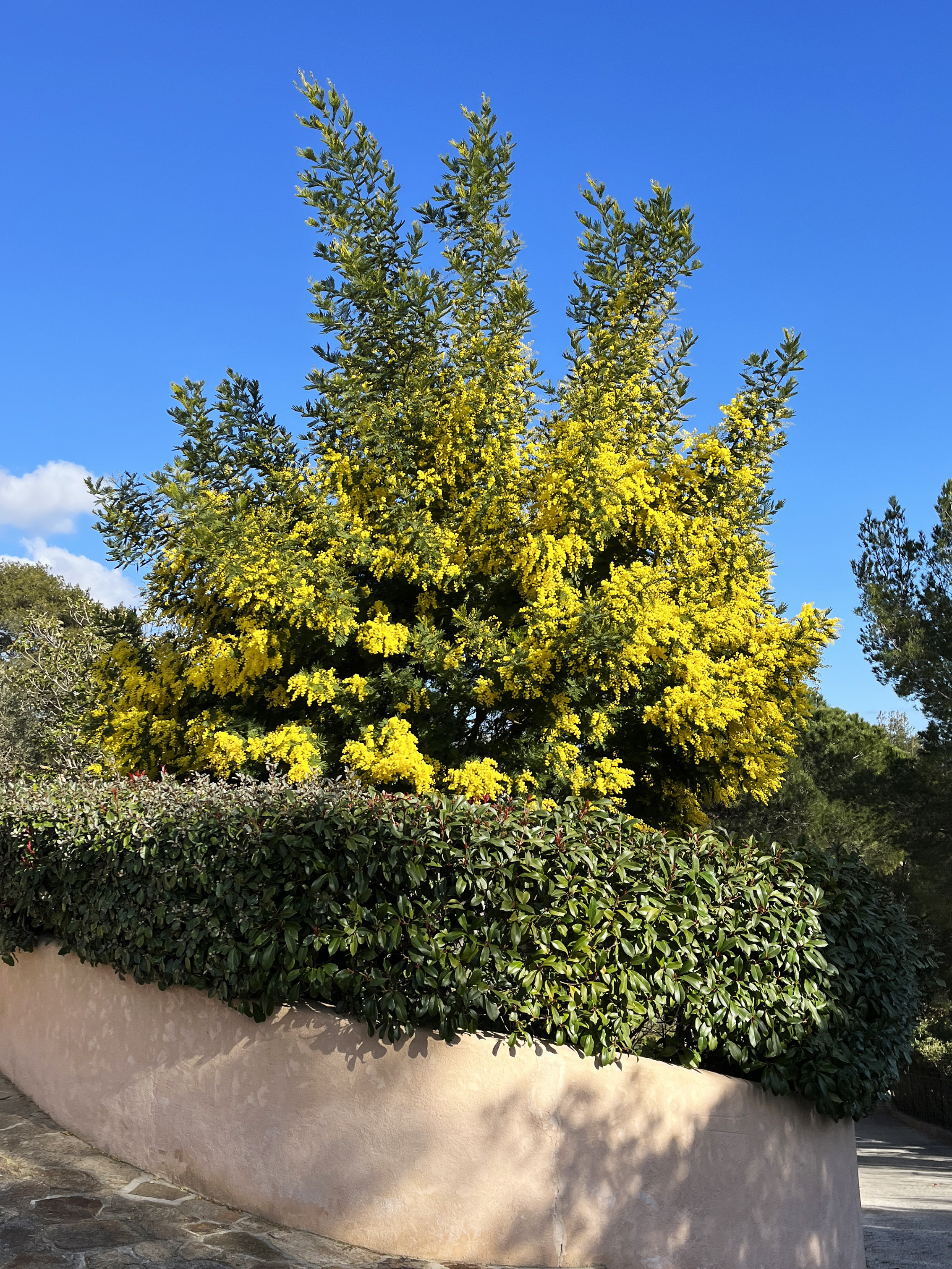 Acacia dealbata 'Gaulois Astier'