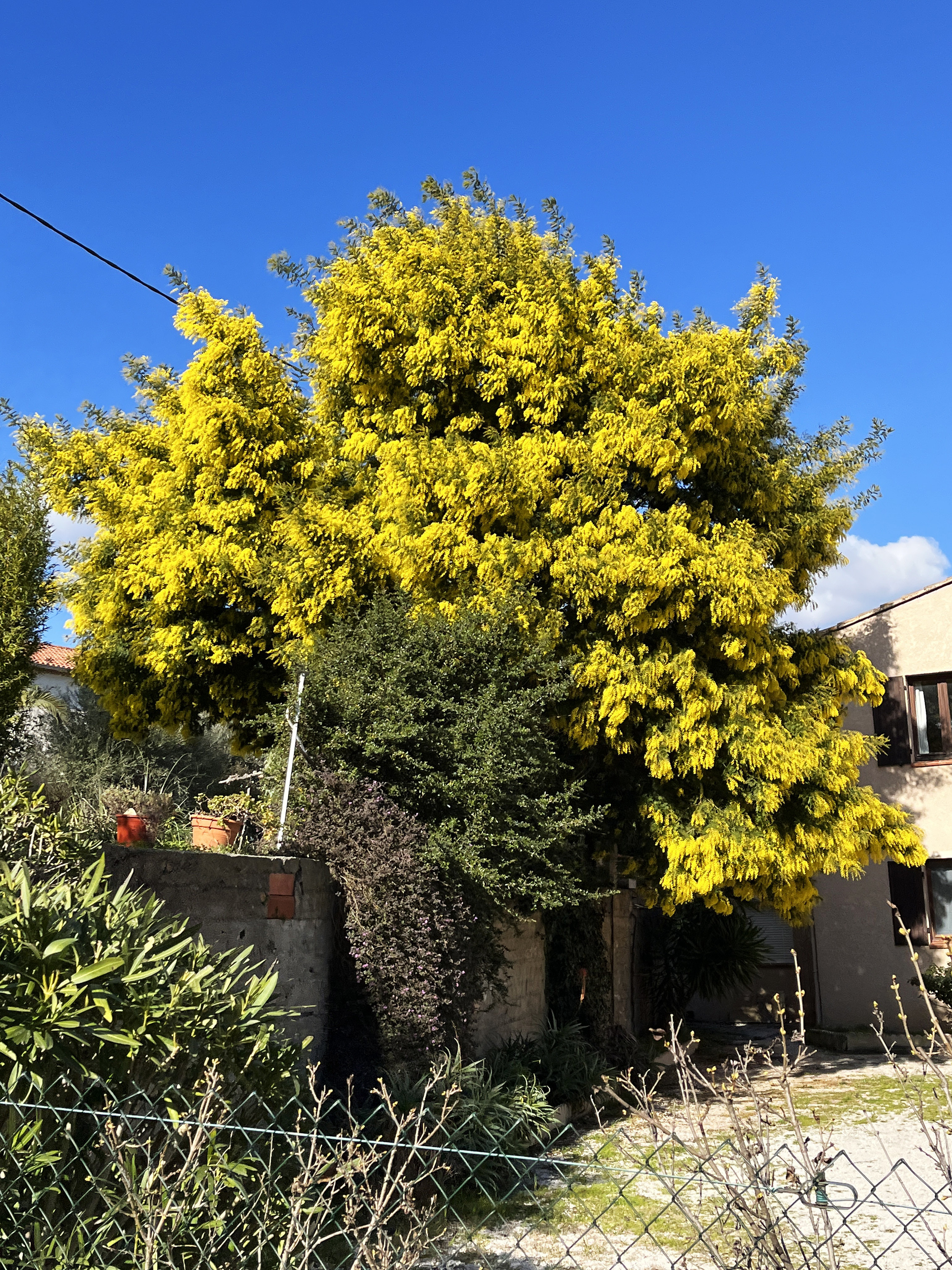 Acacia dealbata 'Gaulois Astier'