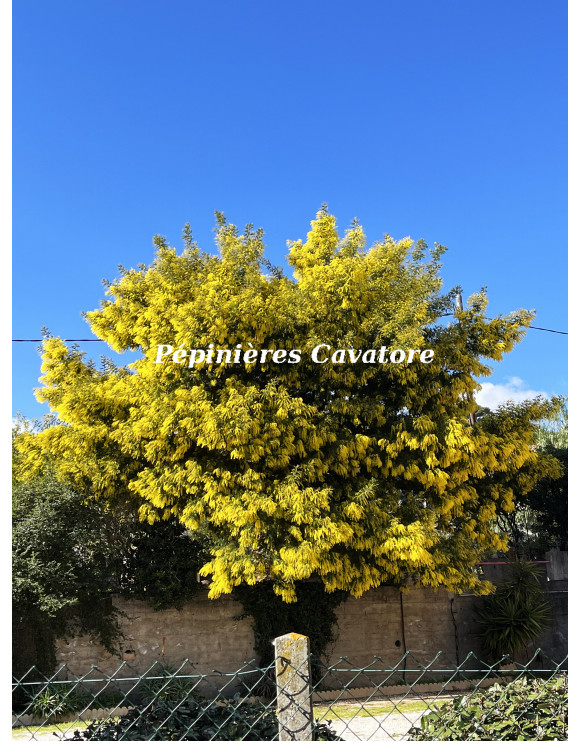 Acacia dealbata 'Gaulois Astier'