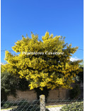 Acacia dealbata 'Gaulois Astier'