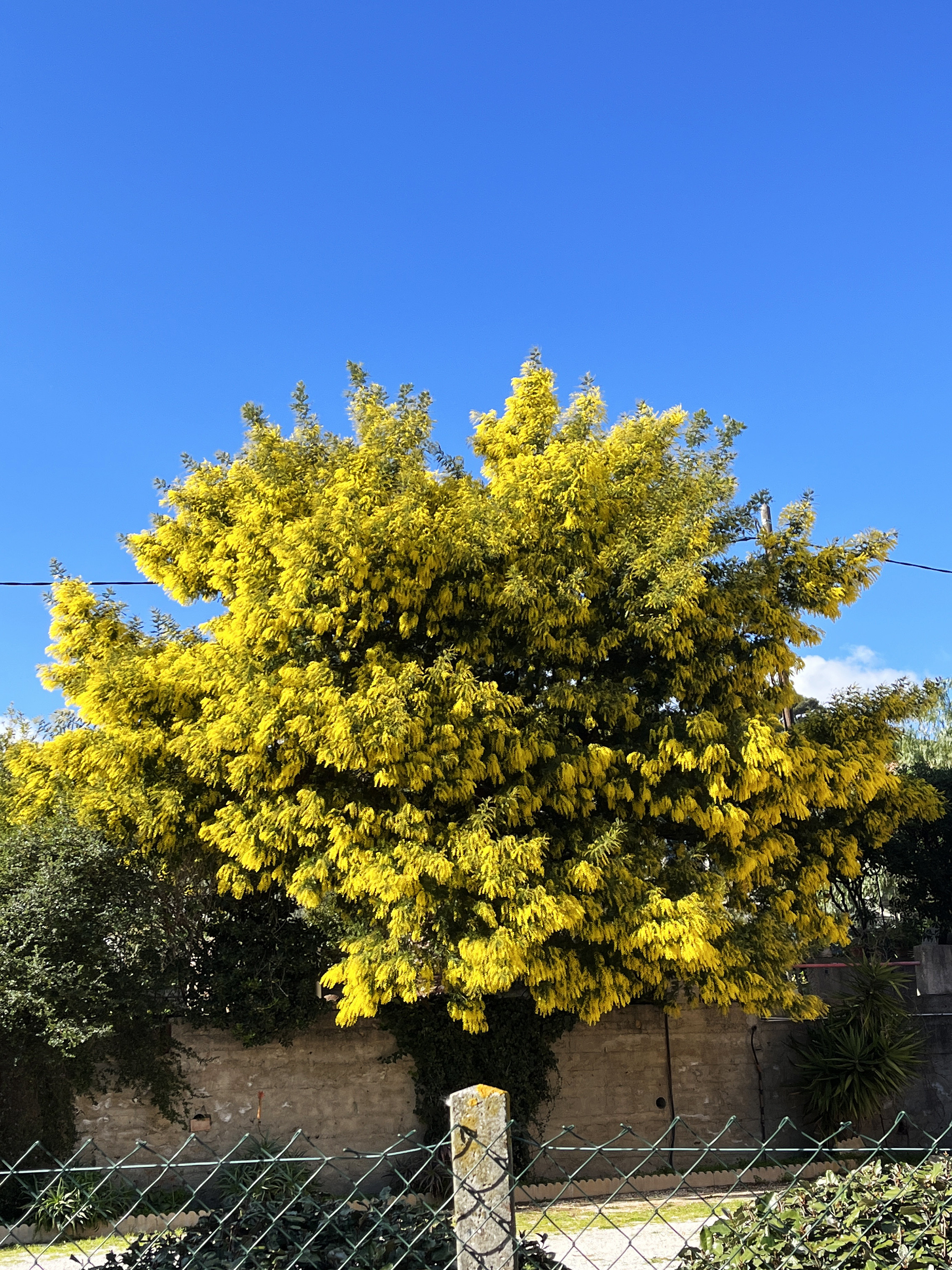 Acacia dealbata 'Gaulois Astier'