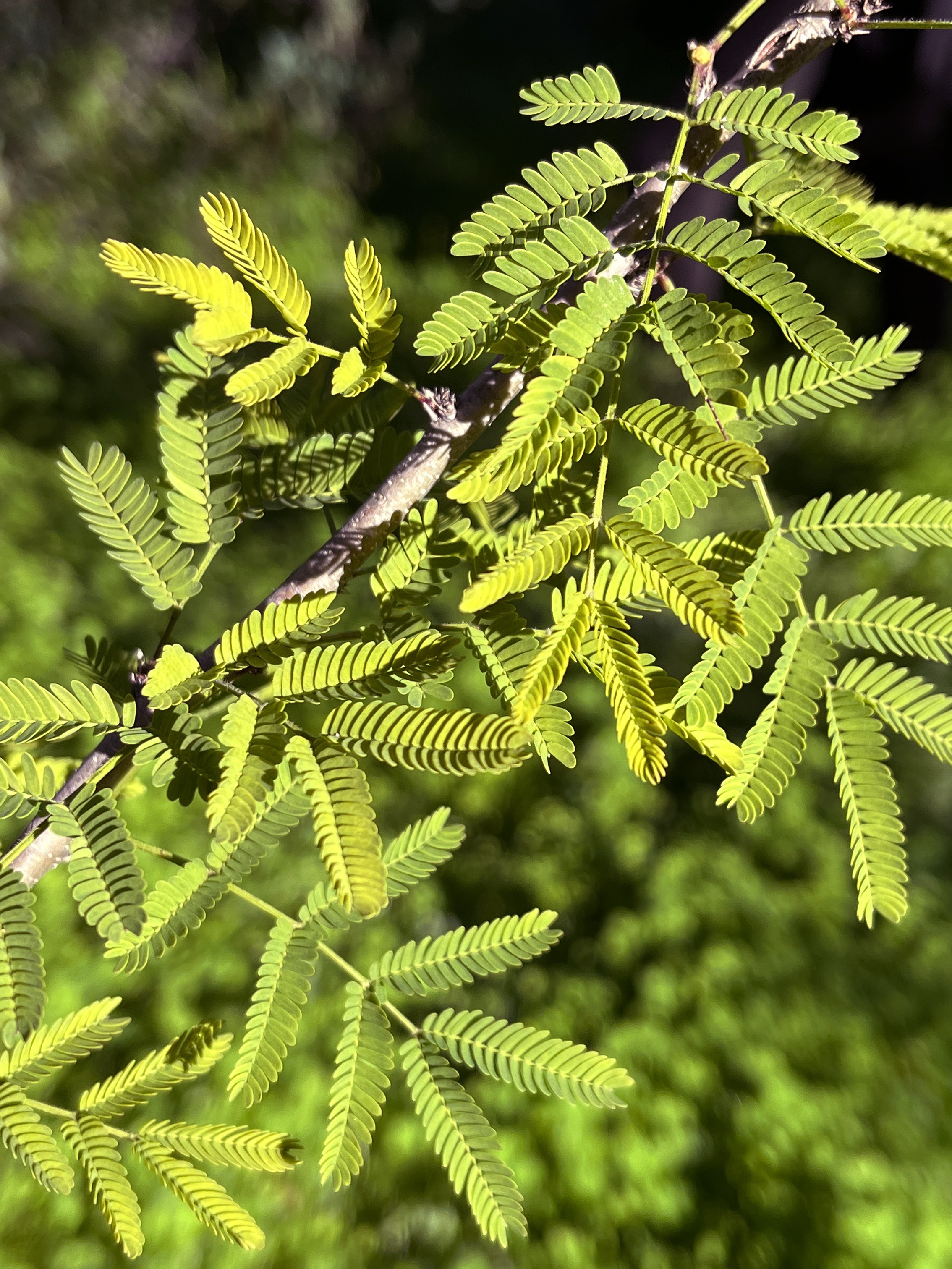 Acacia farnesiana