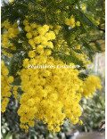 Acacia dealbata ‘Granet’