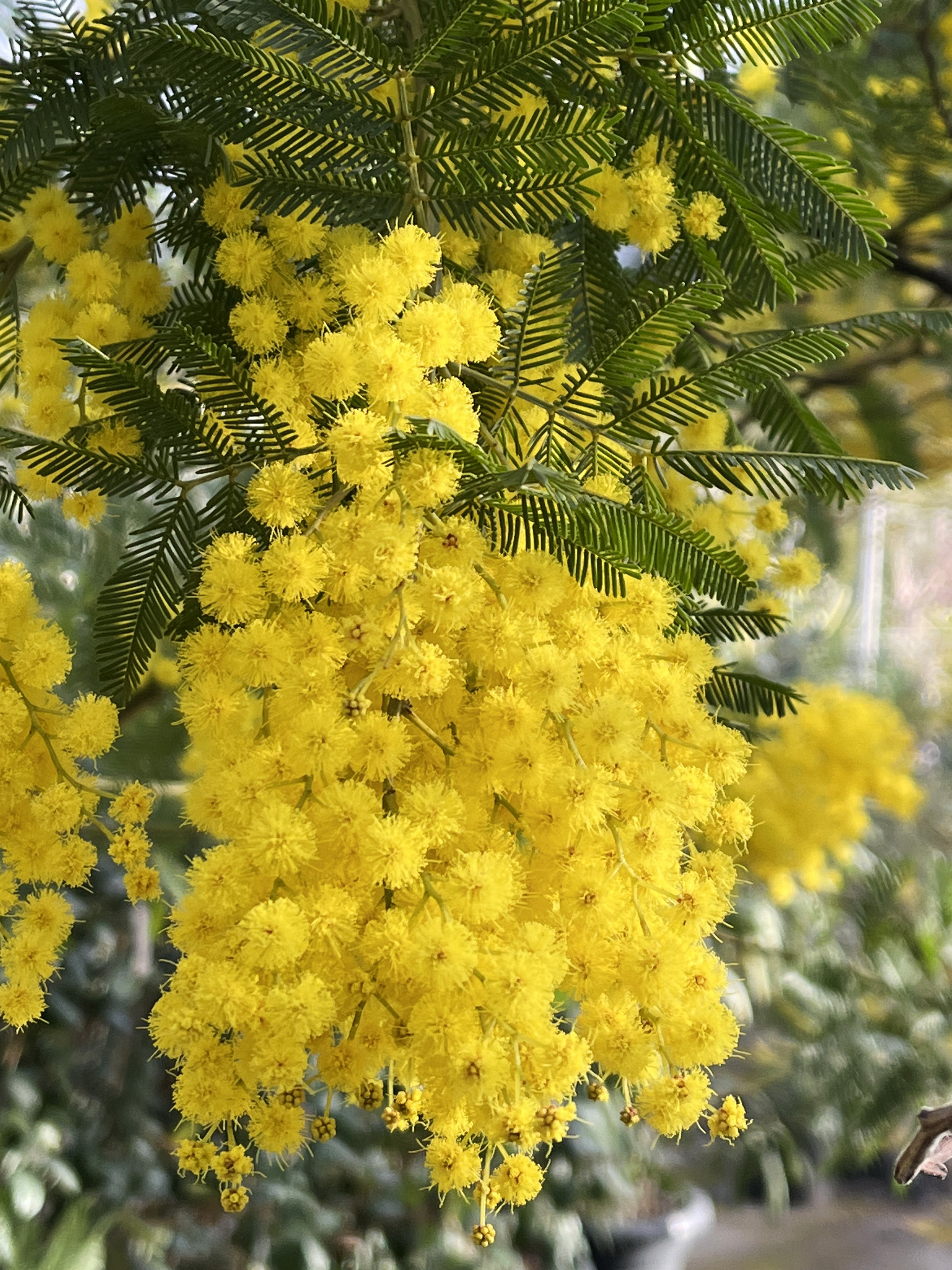 Acacia dealbata ‘Granet’