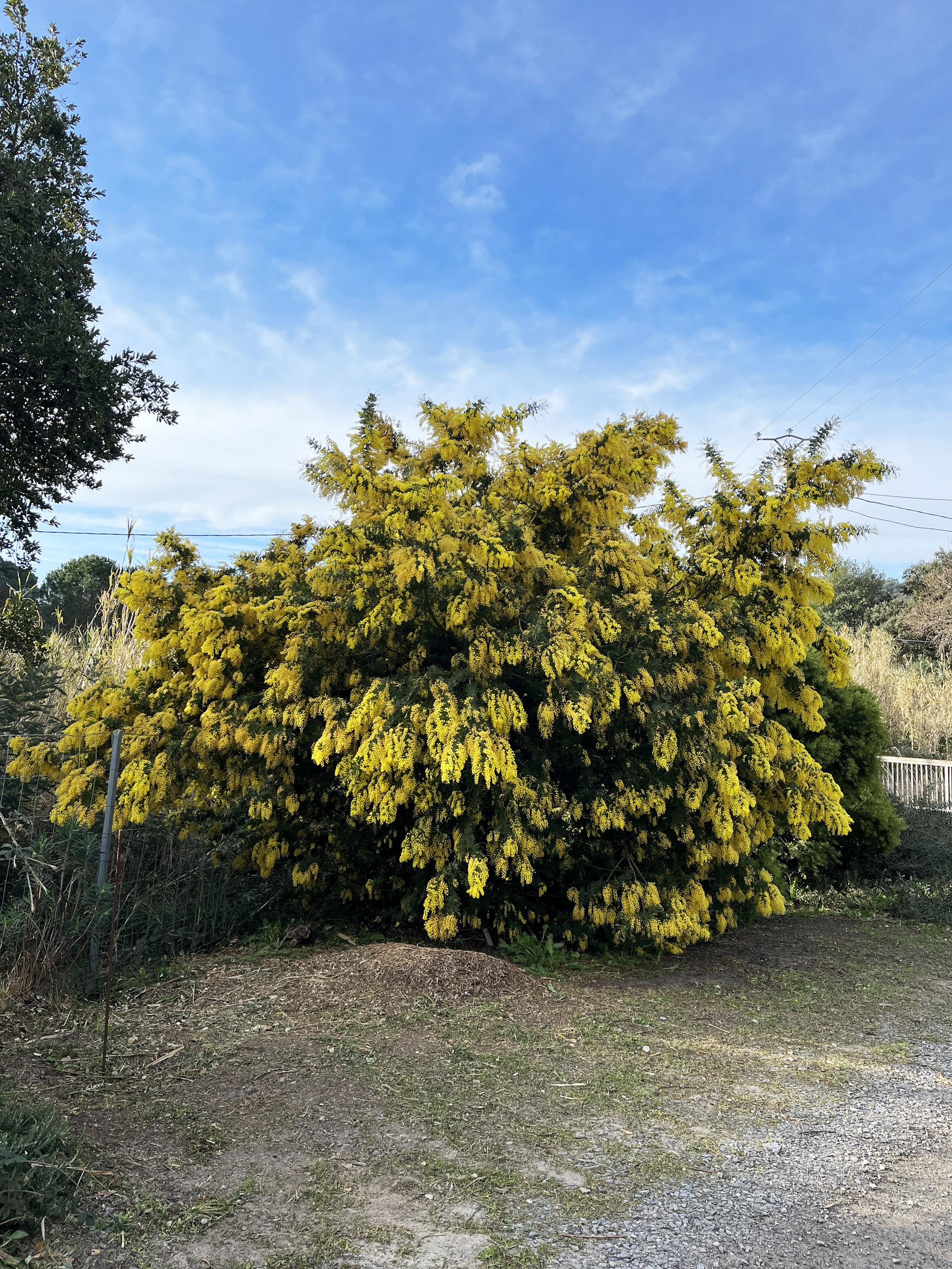 Acacia baileyana 'Maréchal Joffre'