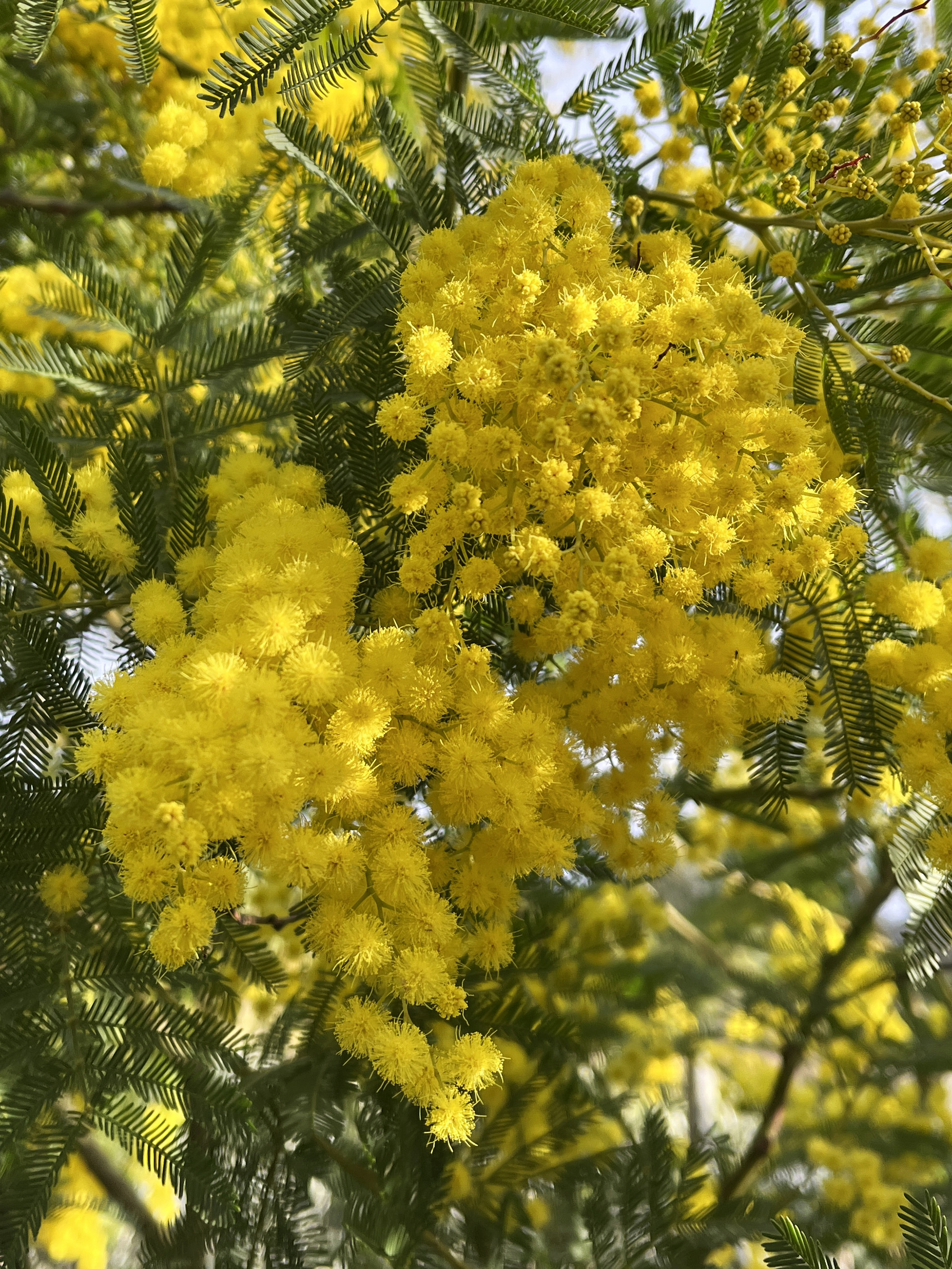 Acacia dealbata ‘Granet’