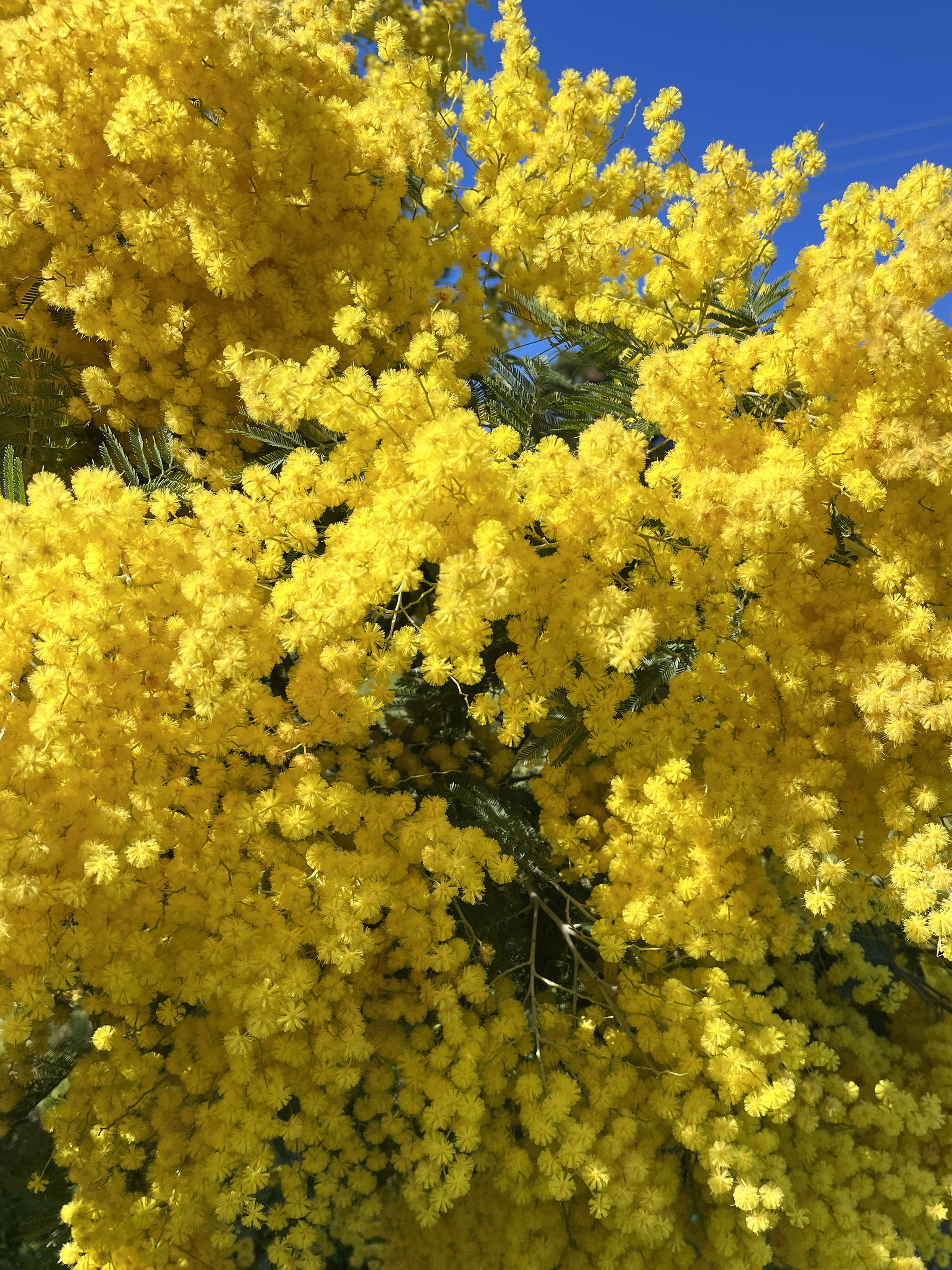 Acacia decurrens 'Latifolia'