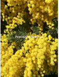 Acacia decurrens 'Latifolia'