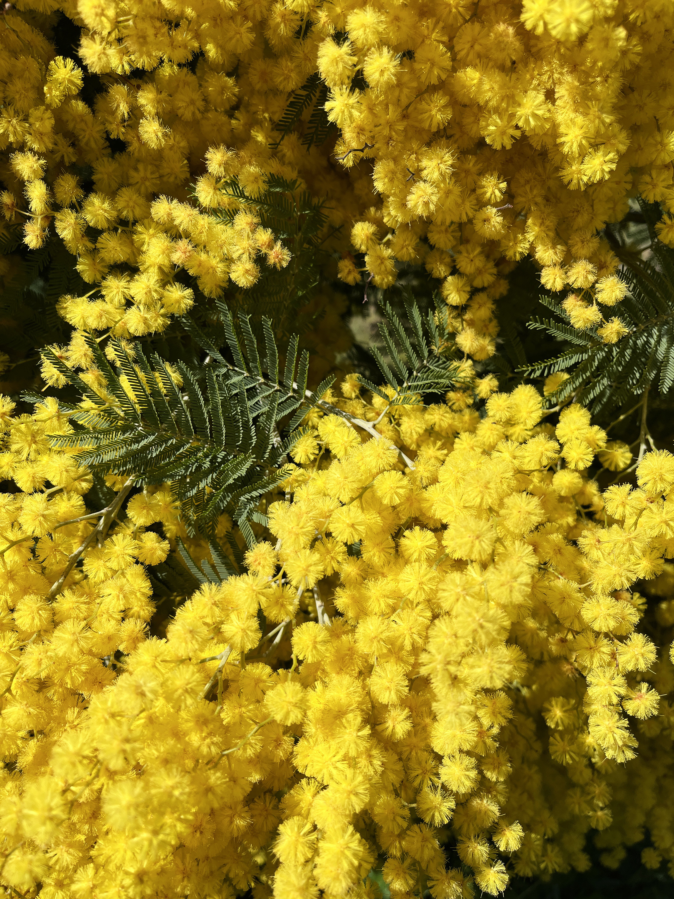 Acacia decurrens 'Latifolia'