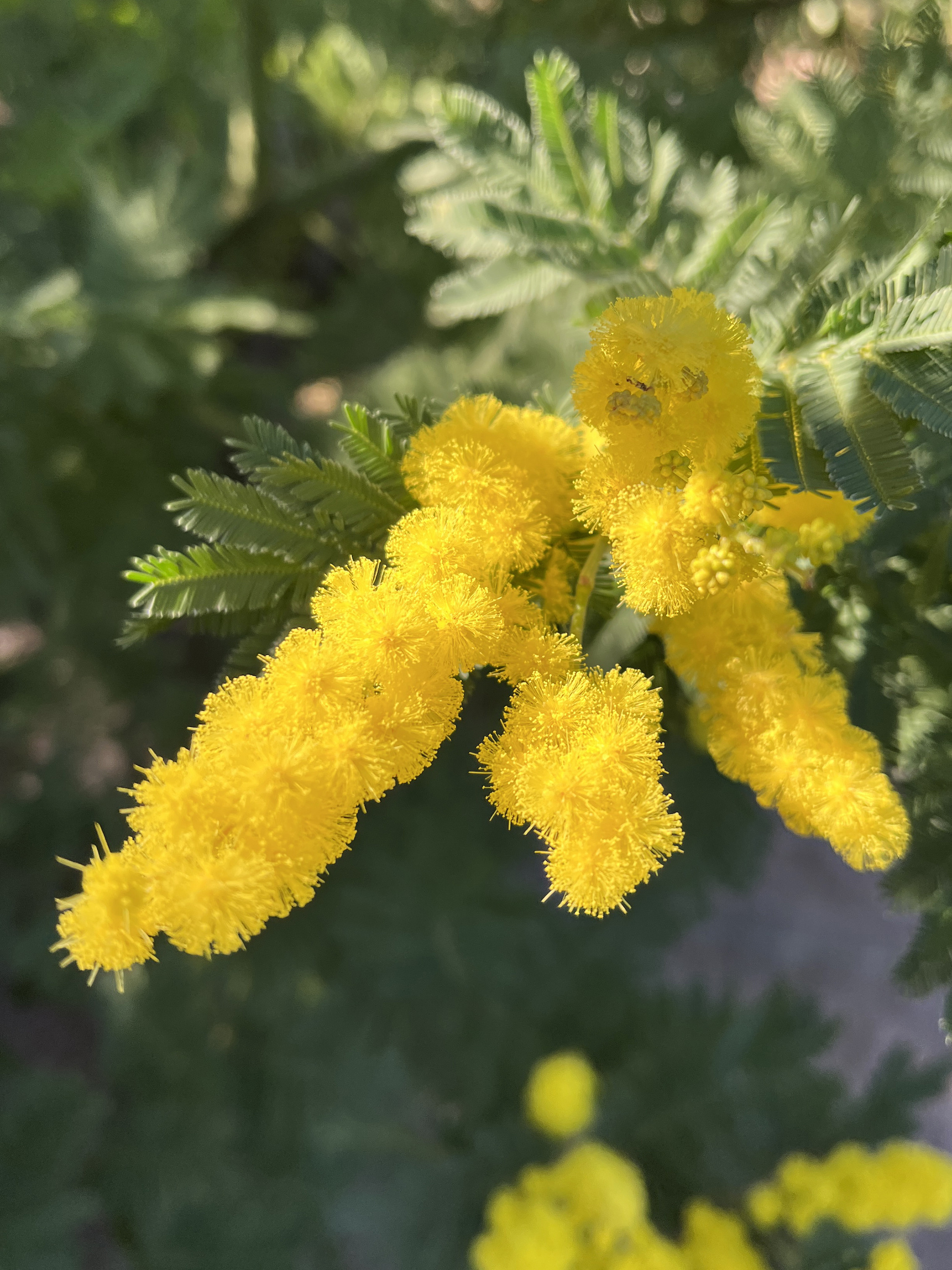 Acacia dealbata 'Mireille'