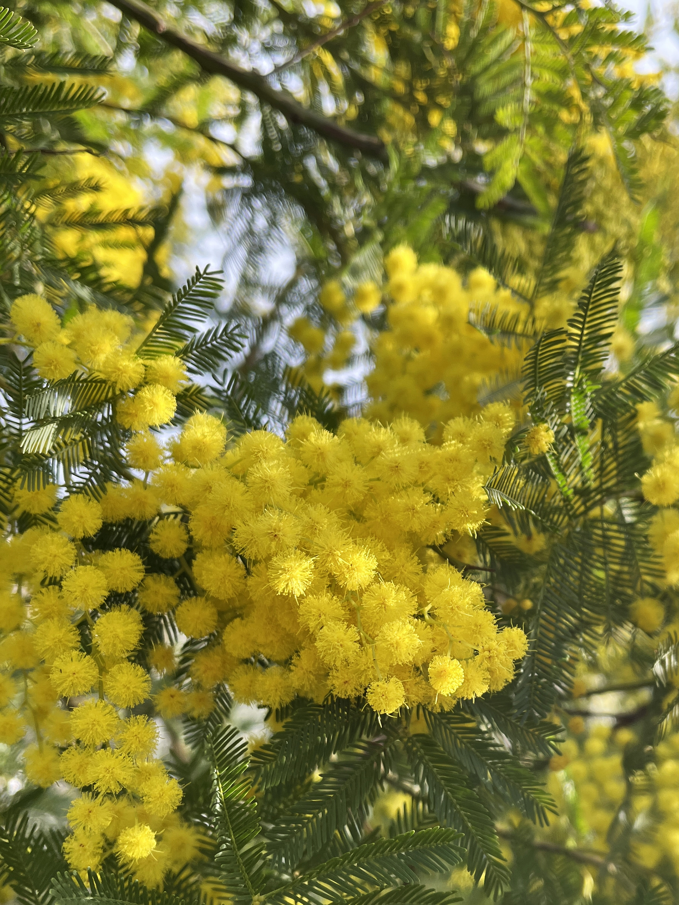 Acacia dealbata ‘Granet’