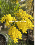 Acacia dealbata ‘Granet’