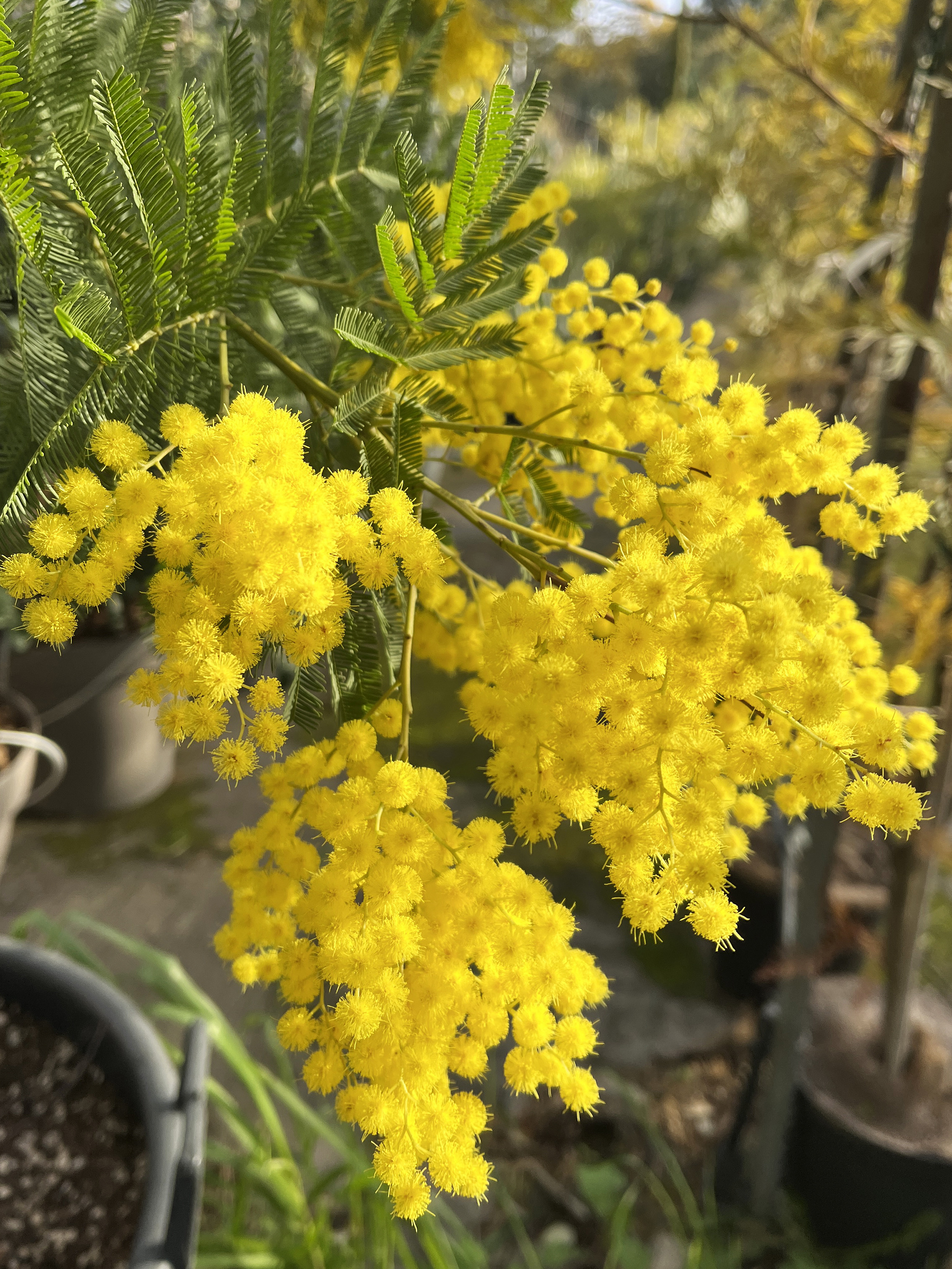 Acacia dealbata ‘Granet’