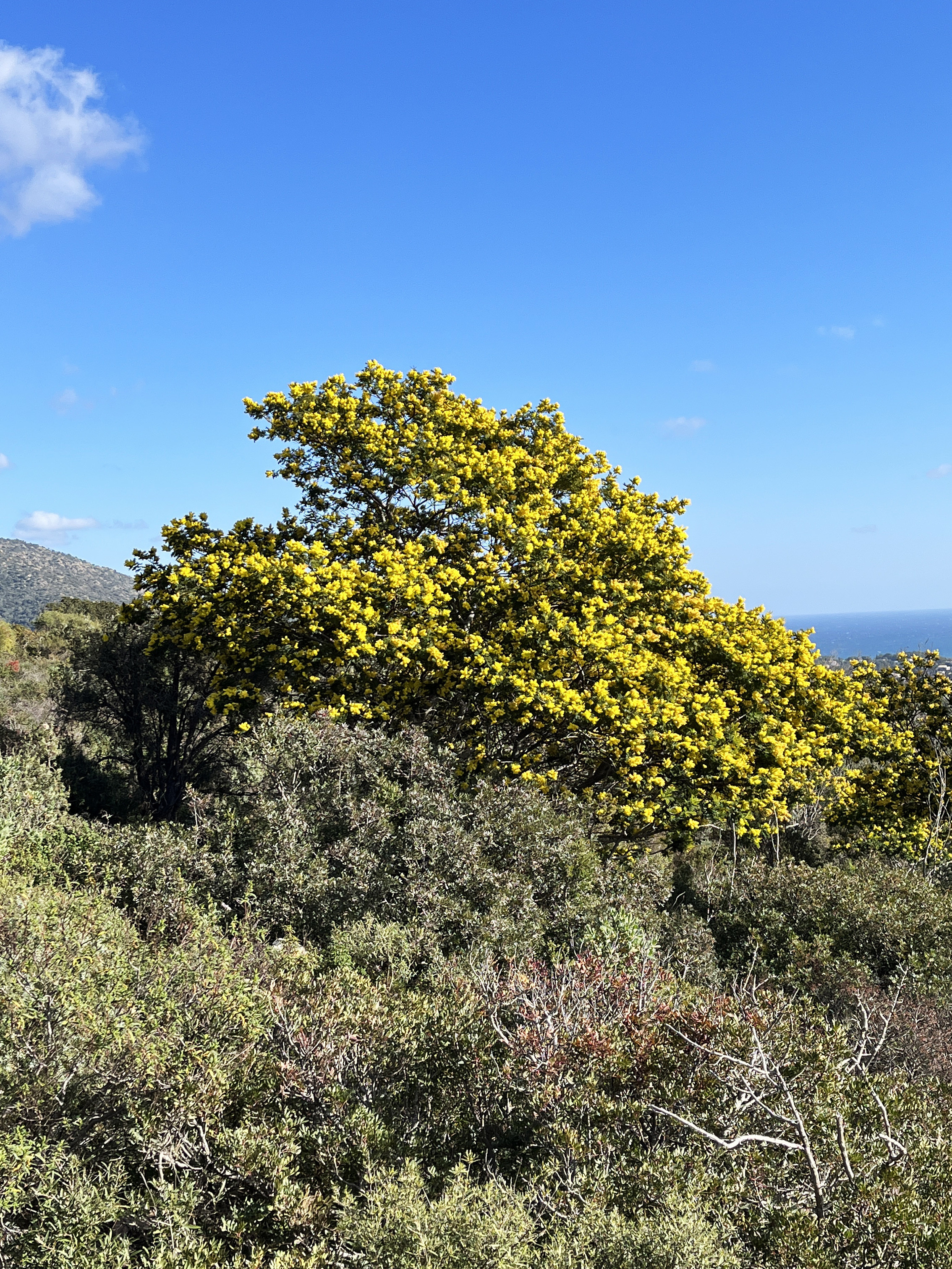 Acacia dealbata 'Mireille'