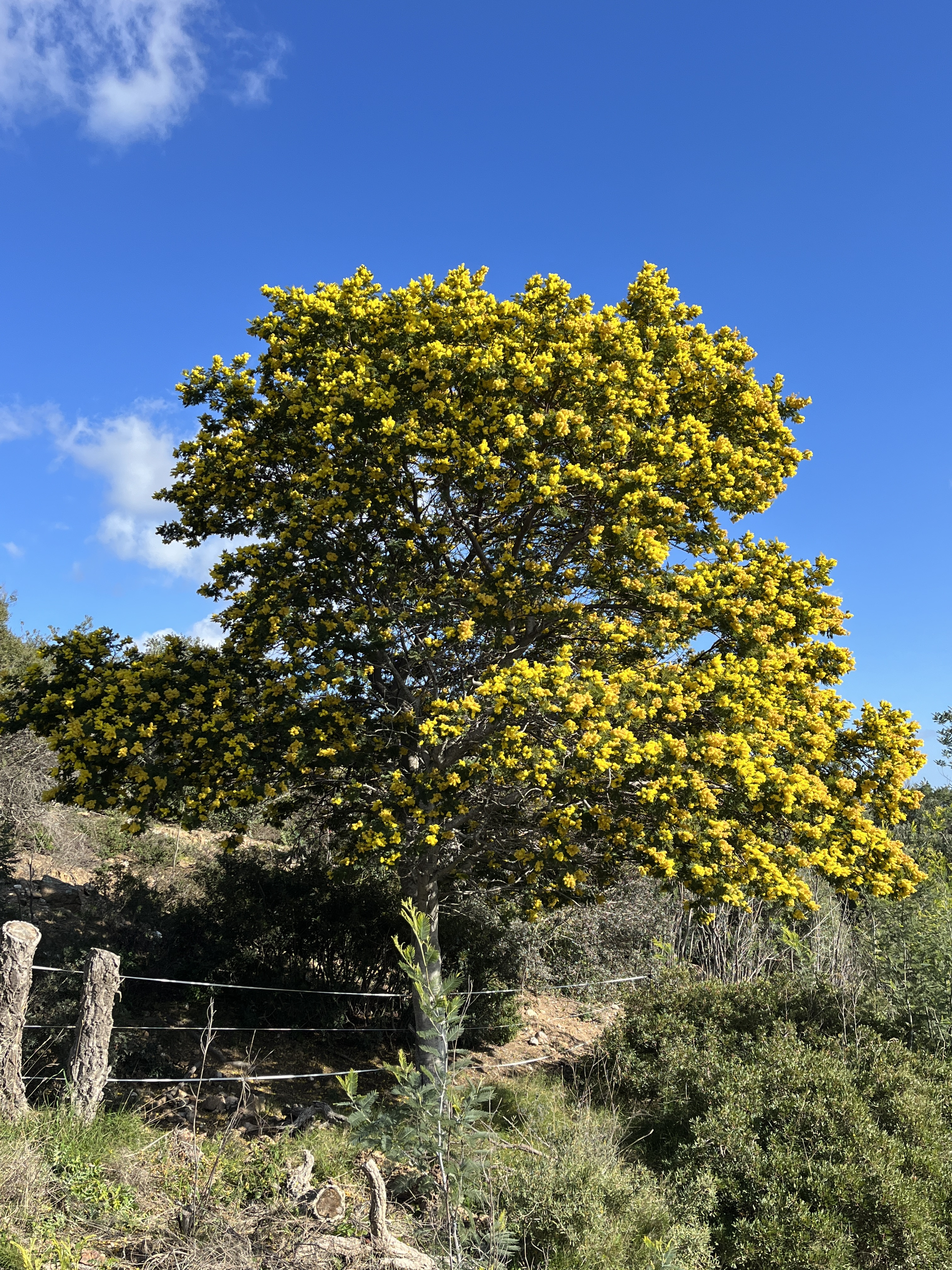 Acacia dealbata 'Mireille'