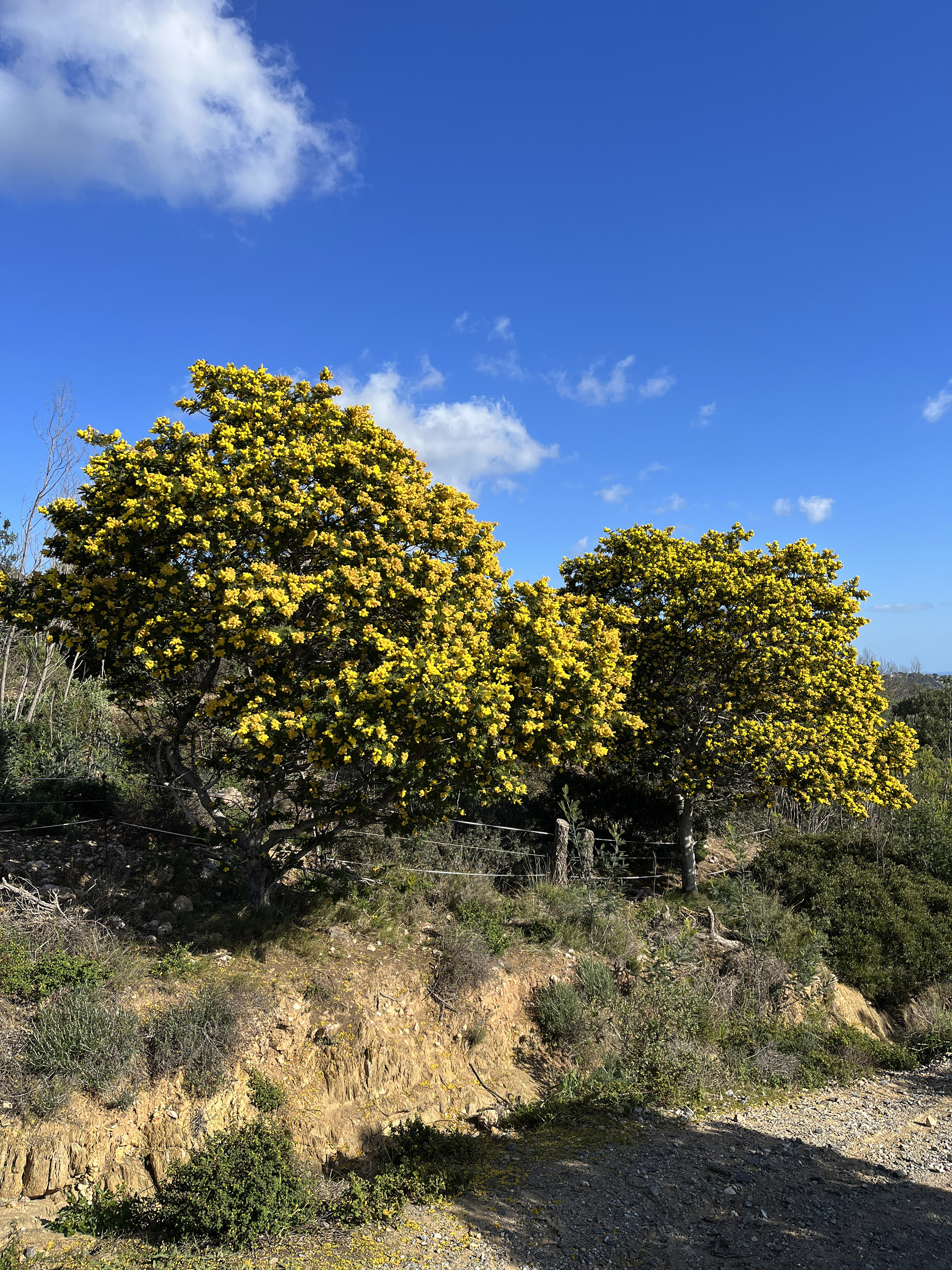 Acacia dealbata 'Mireille'