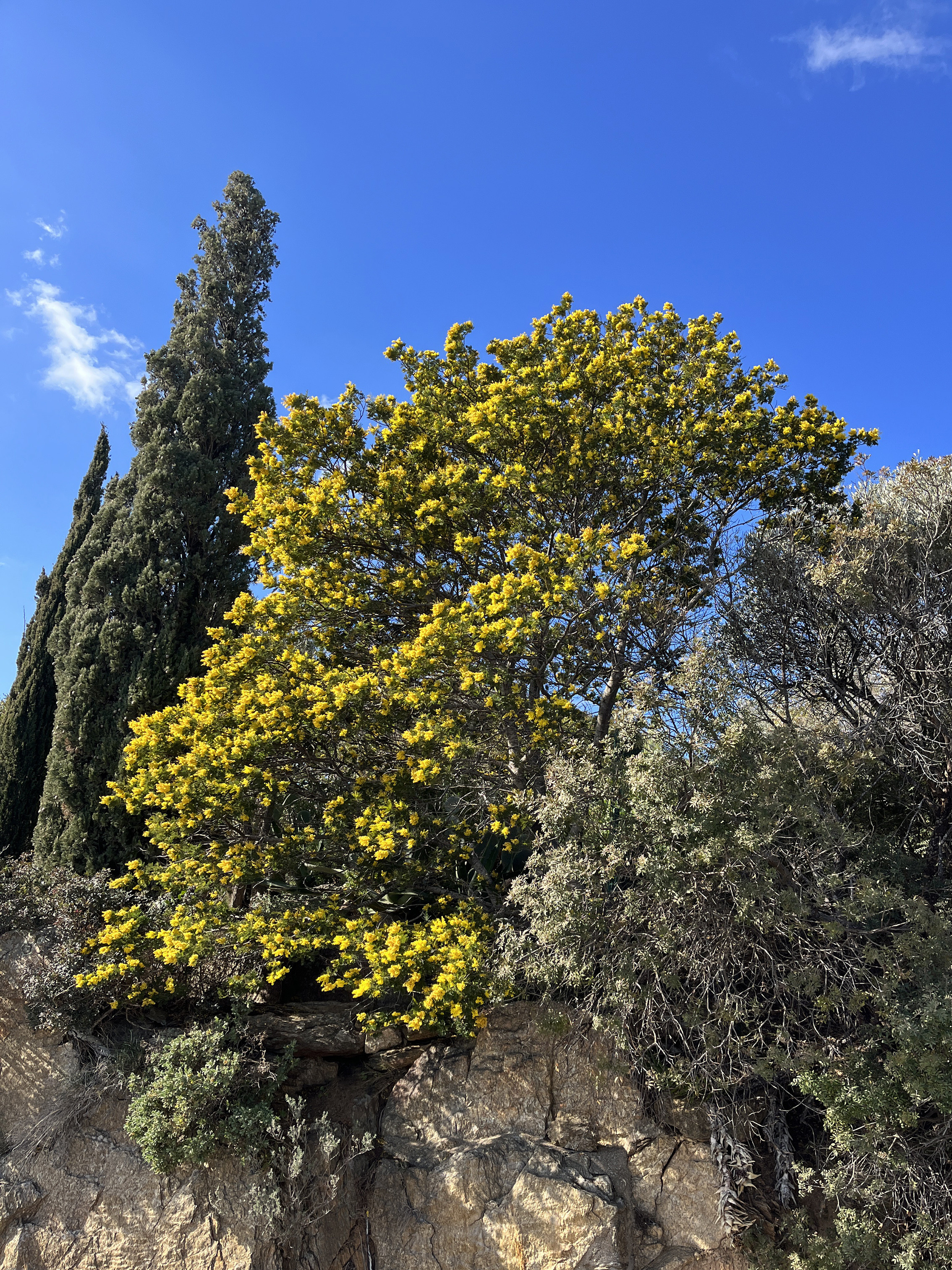 Acacia dealbata 'Mireille'