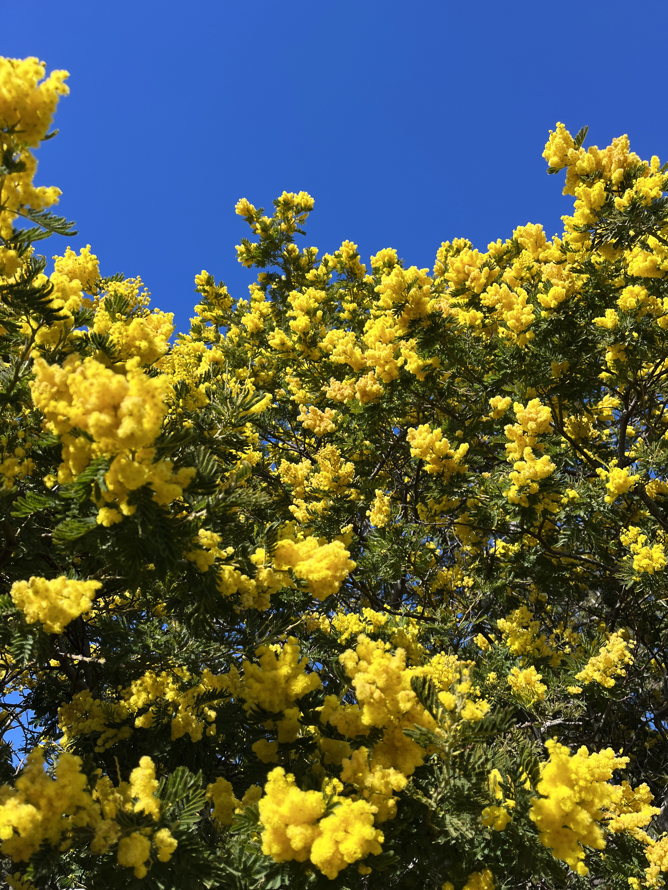 Acacia dealbata 'Mireille'