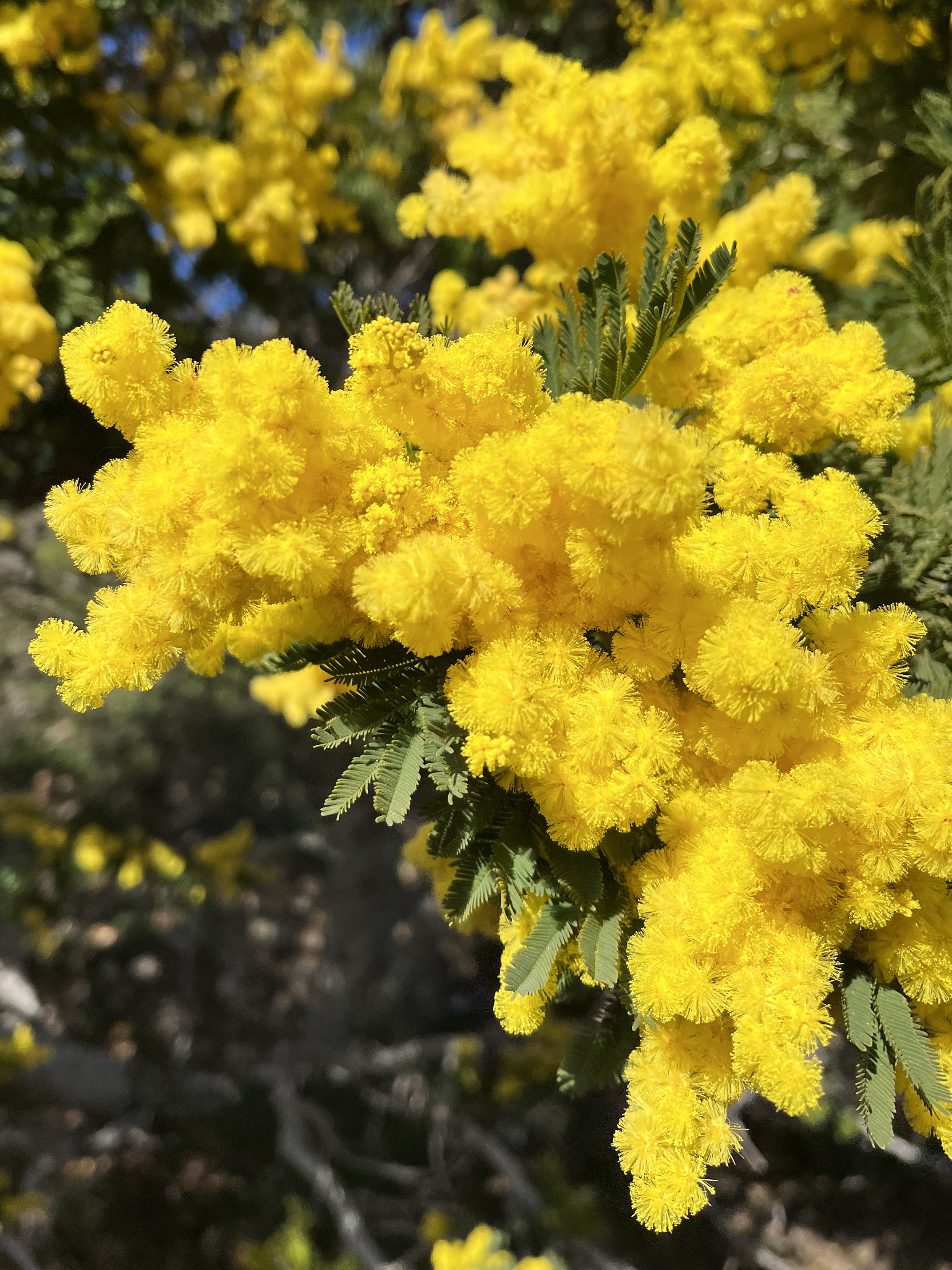 Acacia dealbata 'Mireille'