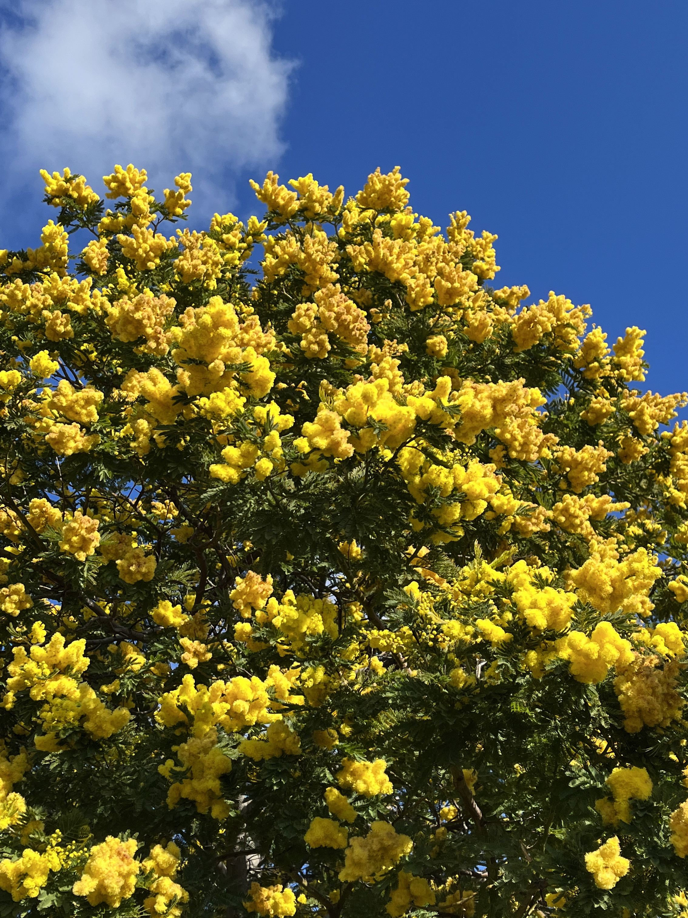 Acacia dealbata 'Mireille'