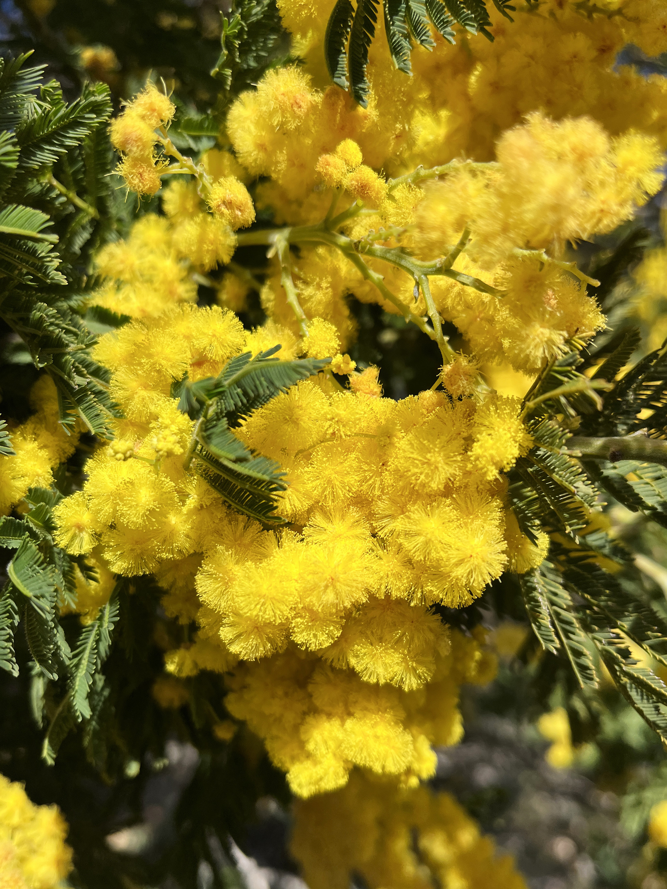 Acacia dealbata 'Mireille'