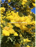 Acacia dealbata 'Mireille'