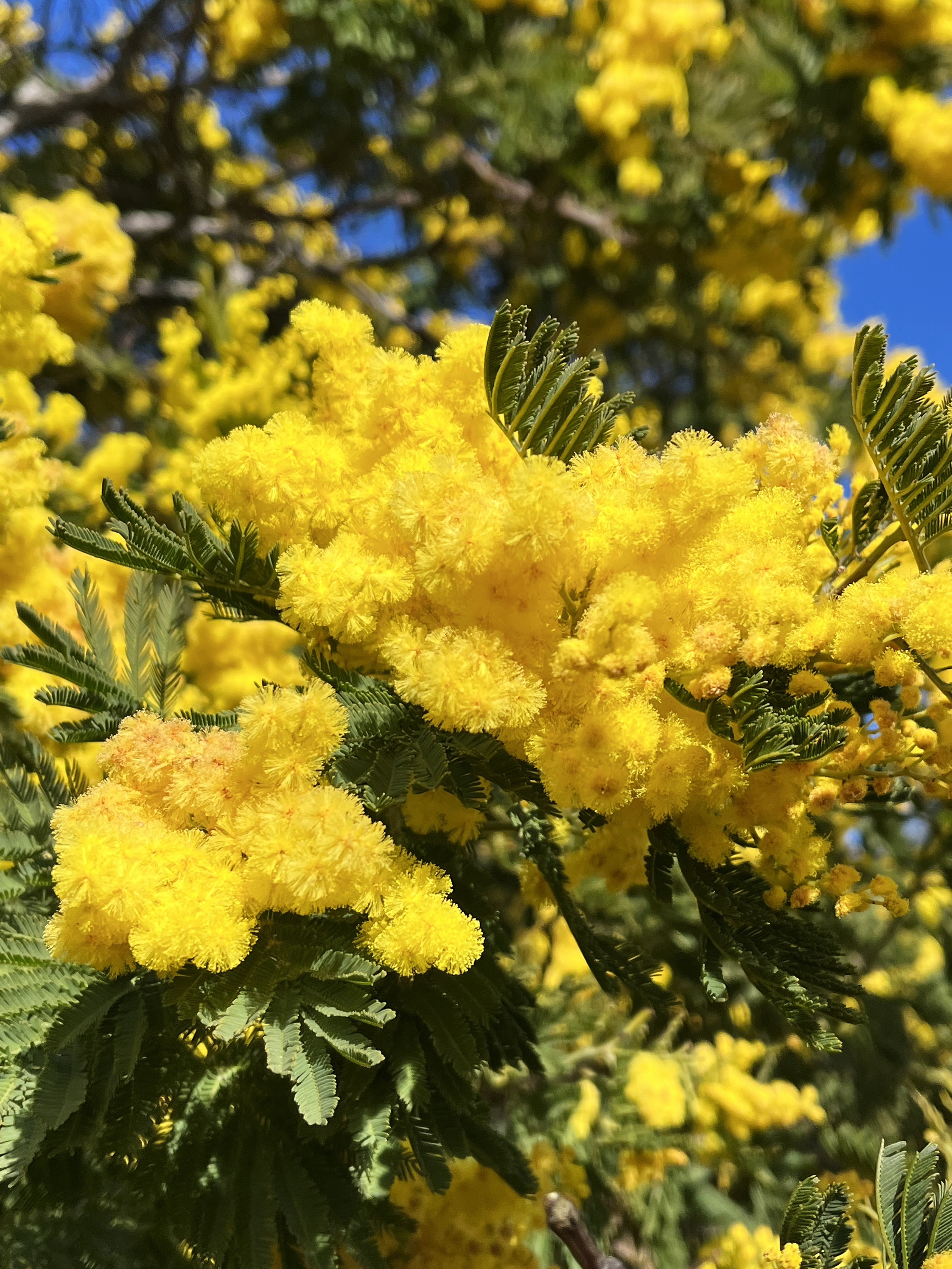 Acacia dealbata 'Mireille'