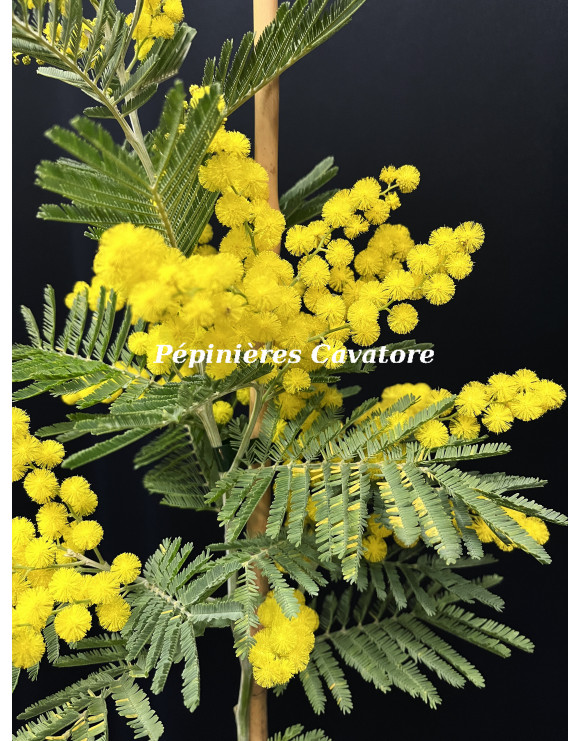 Acacia dealbata 'Président Doumergue'