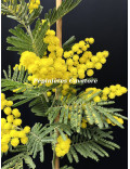 Acacia dealbata 'Président Doumergue'