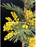 Acacia dealbata 'Président Doumergue'