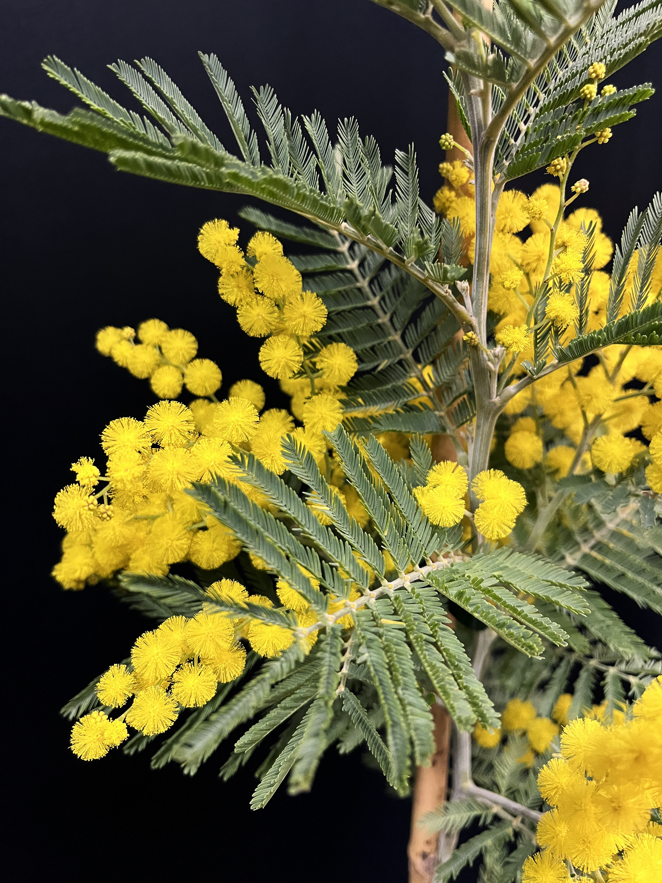 Acacia dealbata 'Président Doumergue'