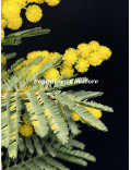 Acacia dealbata 'Président Doumergue'