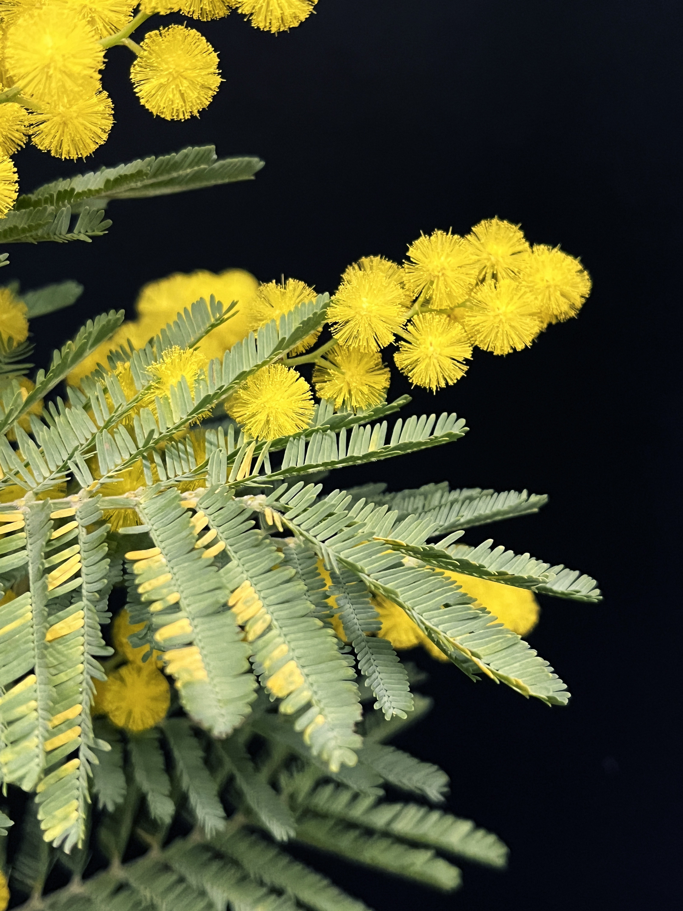 Acacia dealbata 'Président Doumergue'