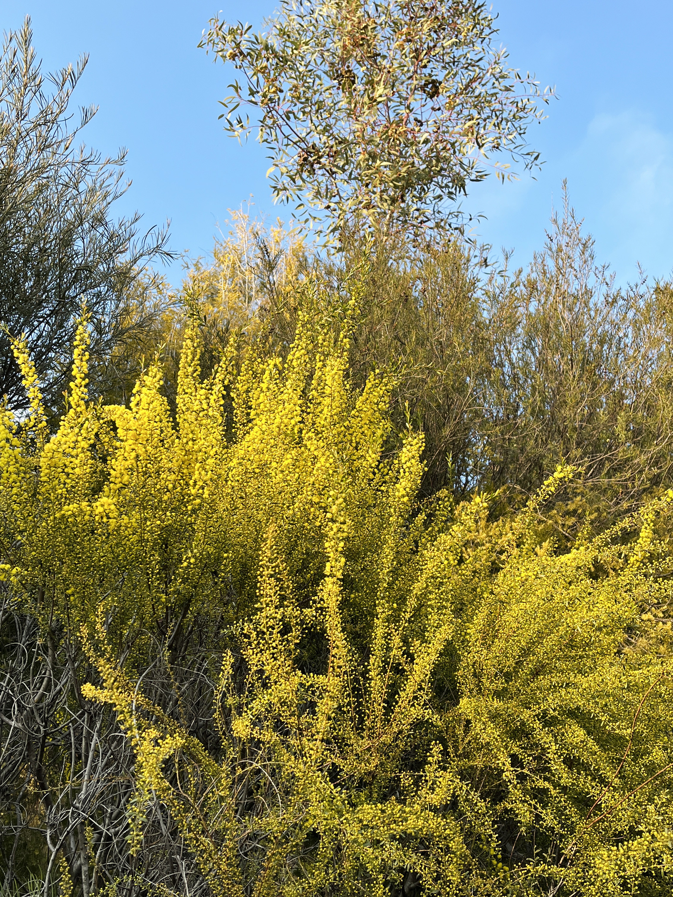 Acacia acinacea