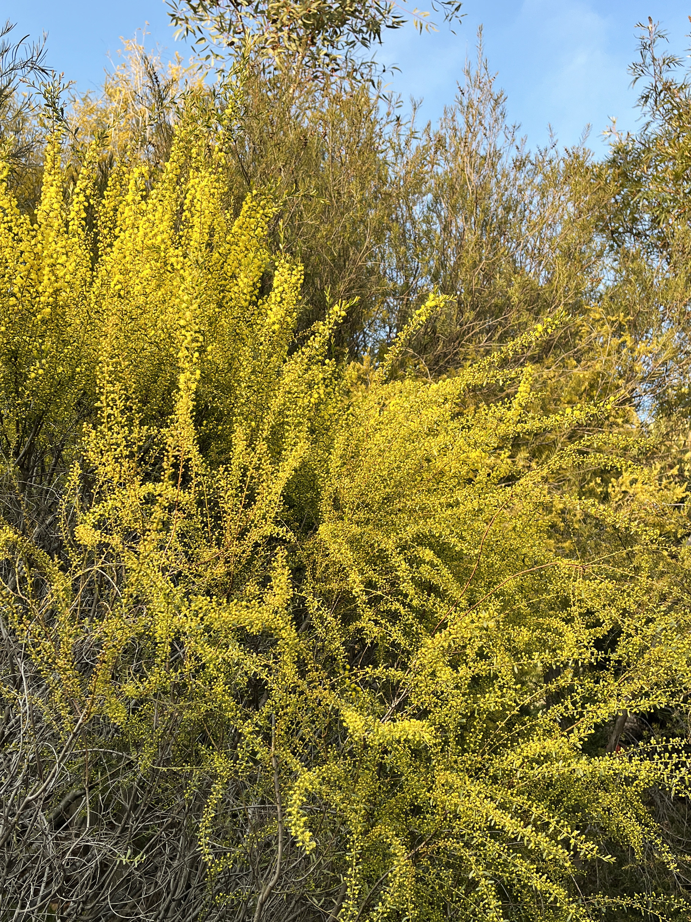 Acacia acinacea