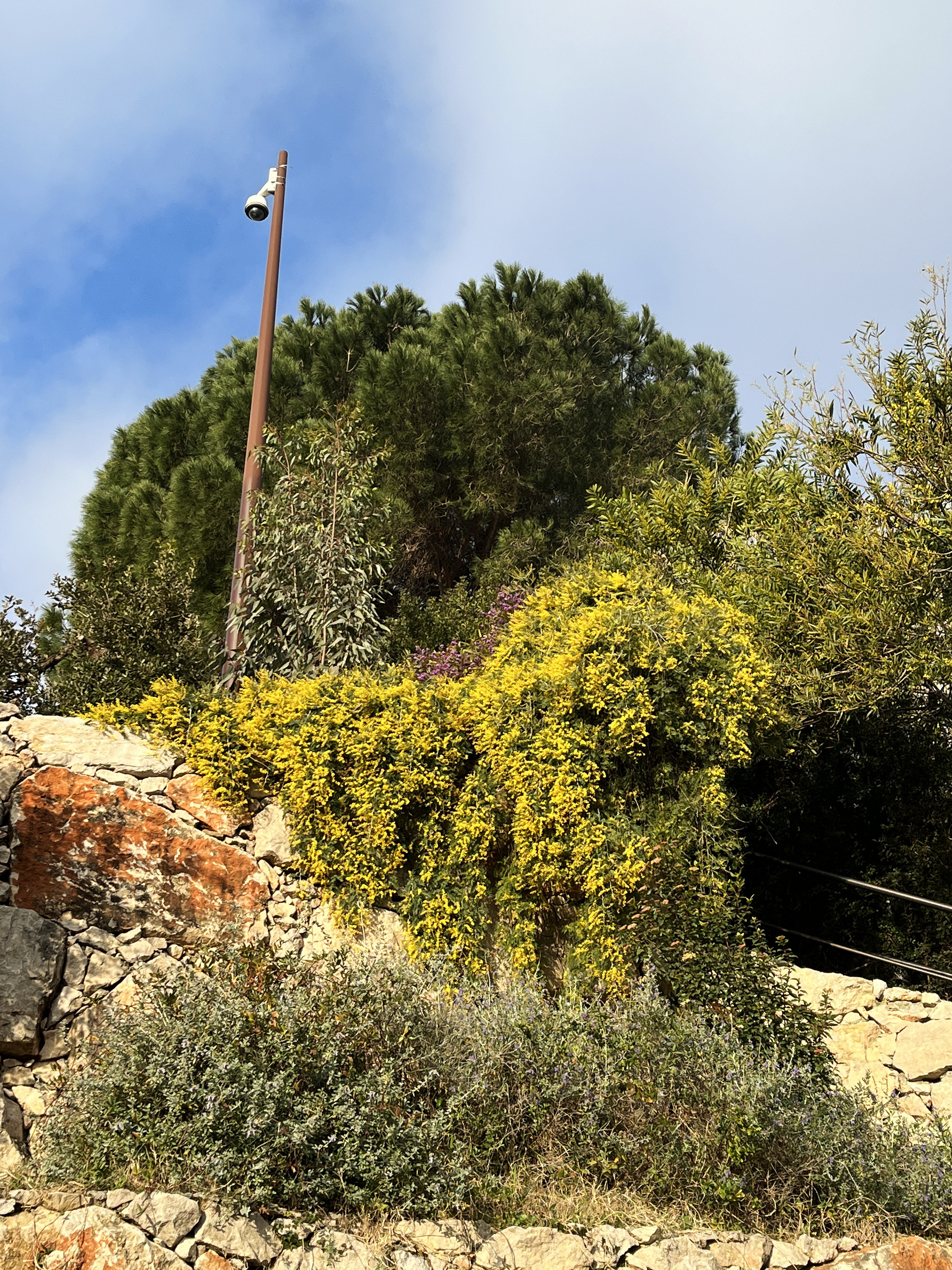 Acacia dealbata 'Pendula' couvre sol