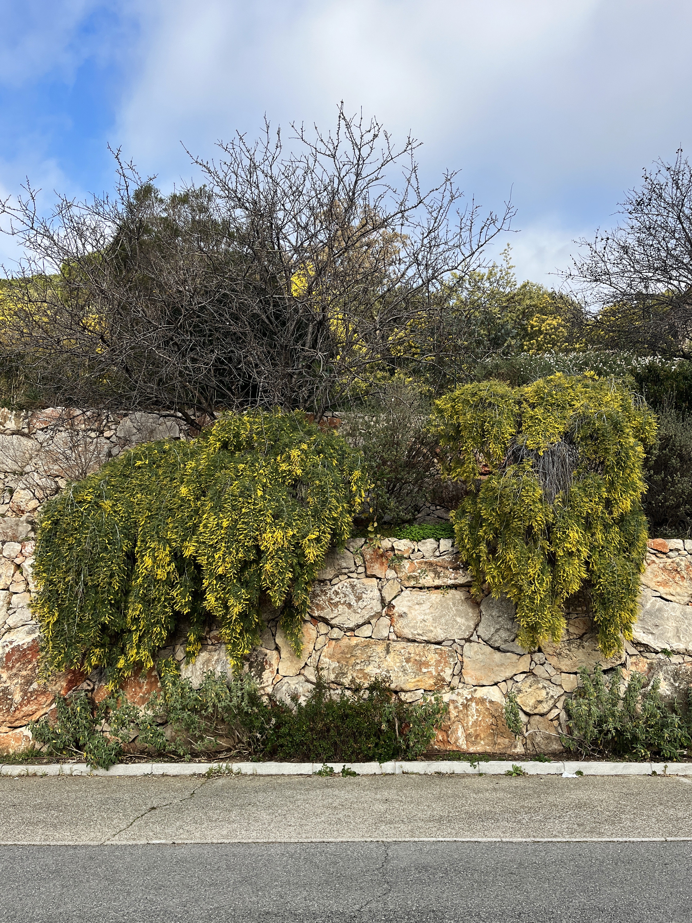 Acacia dealbata 'Pendula' couvre sol