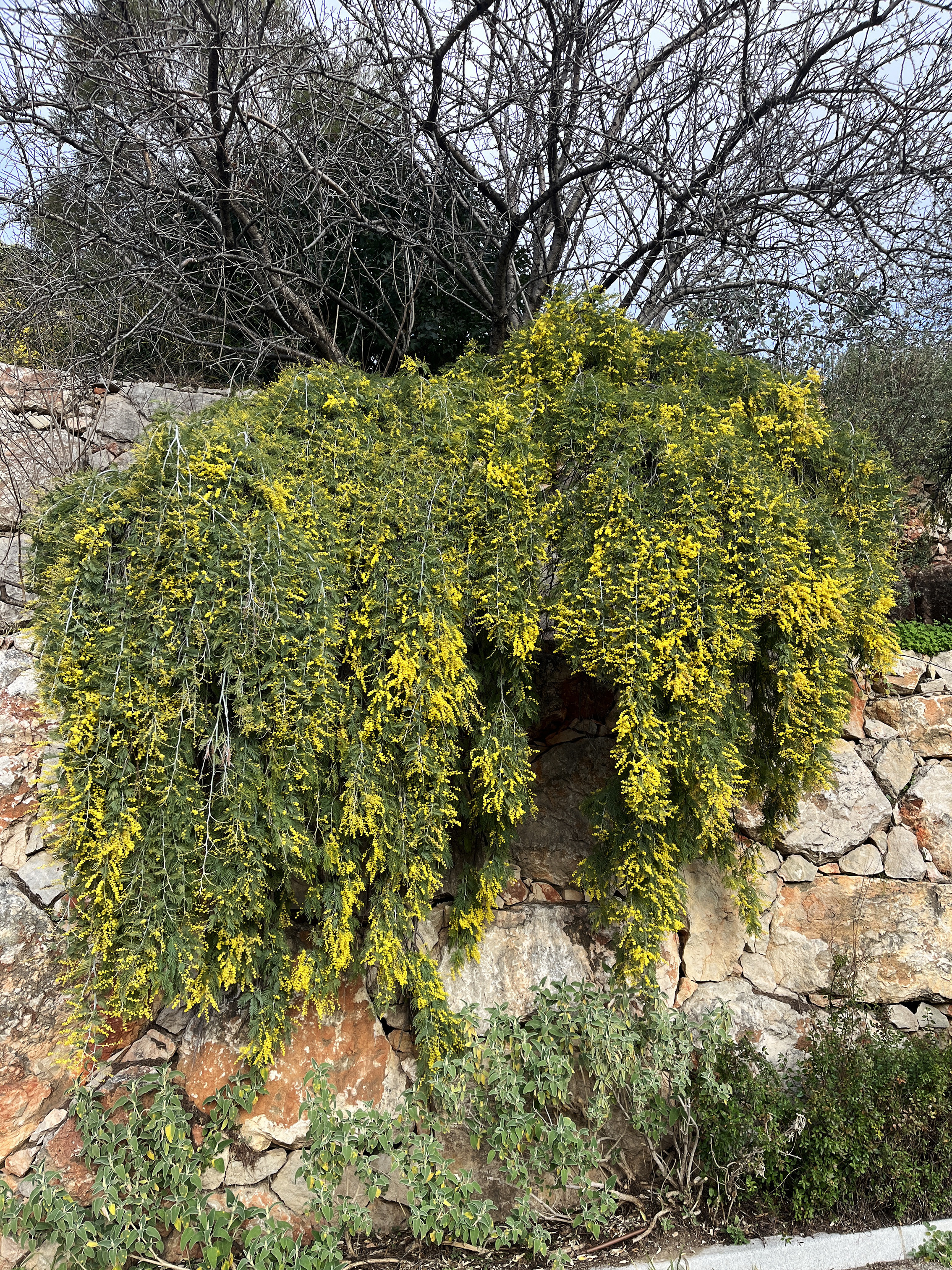 Acacia dealbata 'Pendula' couvre sol