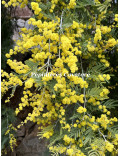 Acacia dealbata 'Pendula' couvre sol